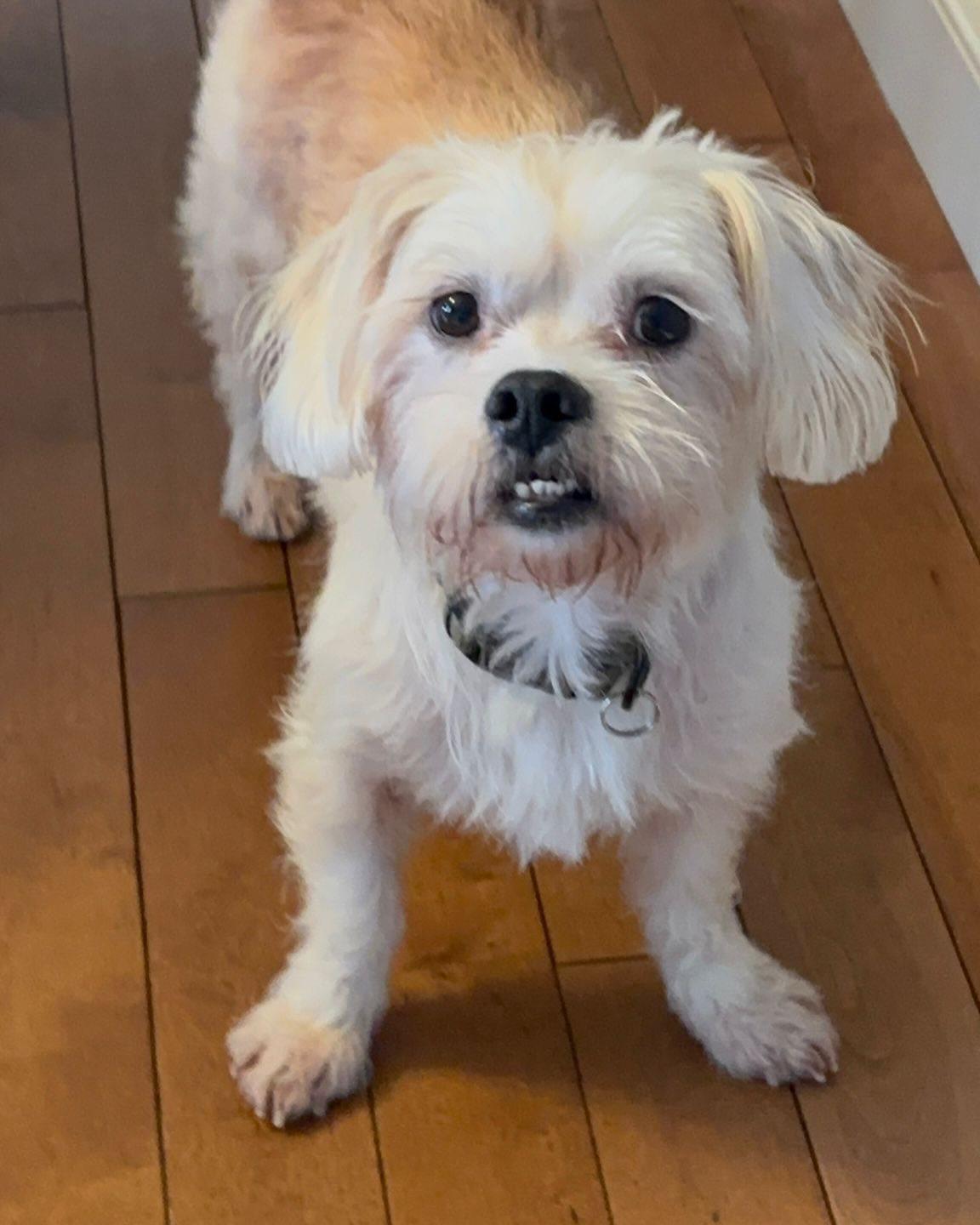 Enlarge LALO, a ADOPTABLE mixed breed in Coquitlam, BC image 2/6