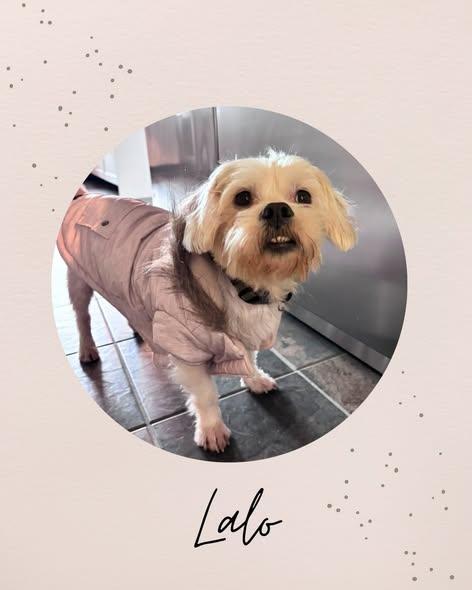 LALO, ADOPTABLE, Young Male Maltese.
