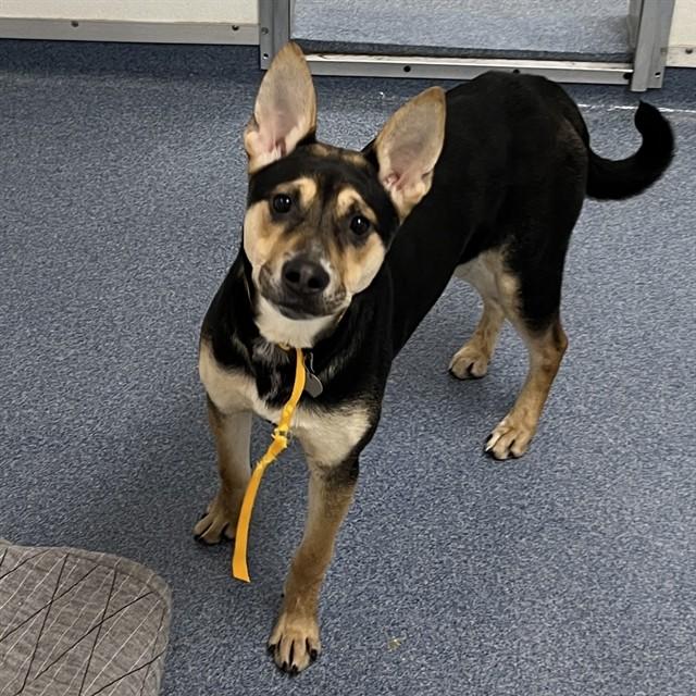 DANCER, Adoptable, Young Female Australian Shepherd & Mixed Breed.