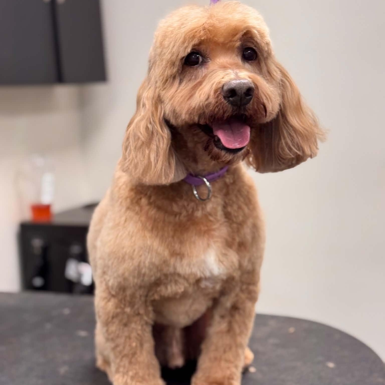 Charlie, an adopted Goldendoodle in Sunderland, MD image 2/2