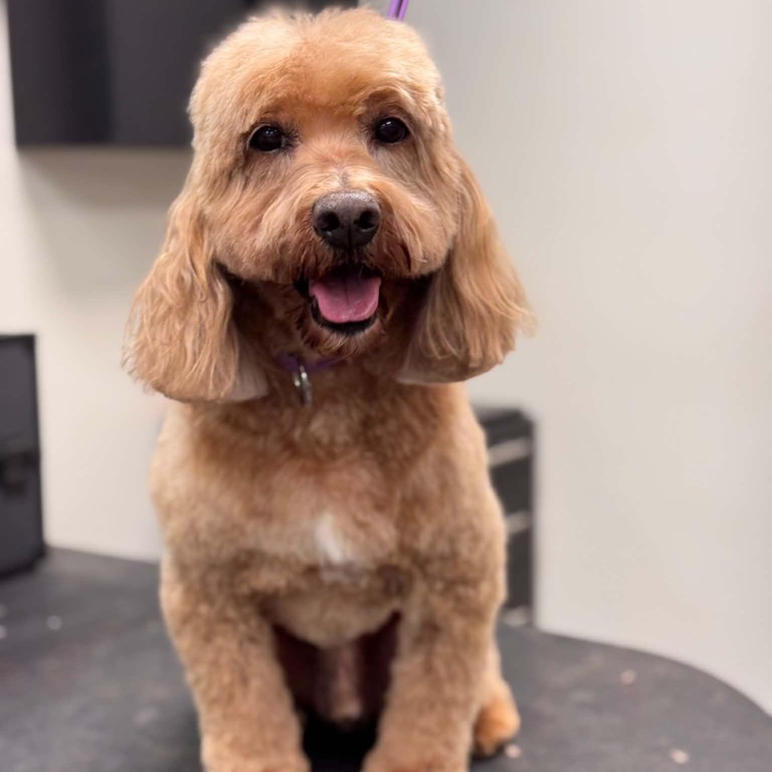 Charlie, an adopted Goldendoodle in Sunderland, MD image 1/2