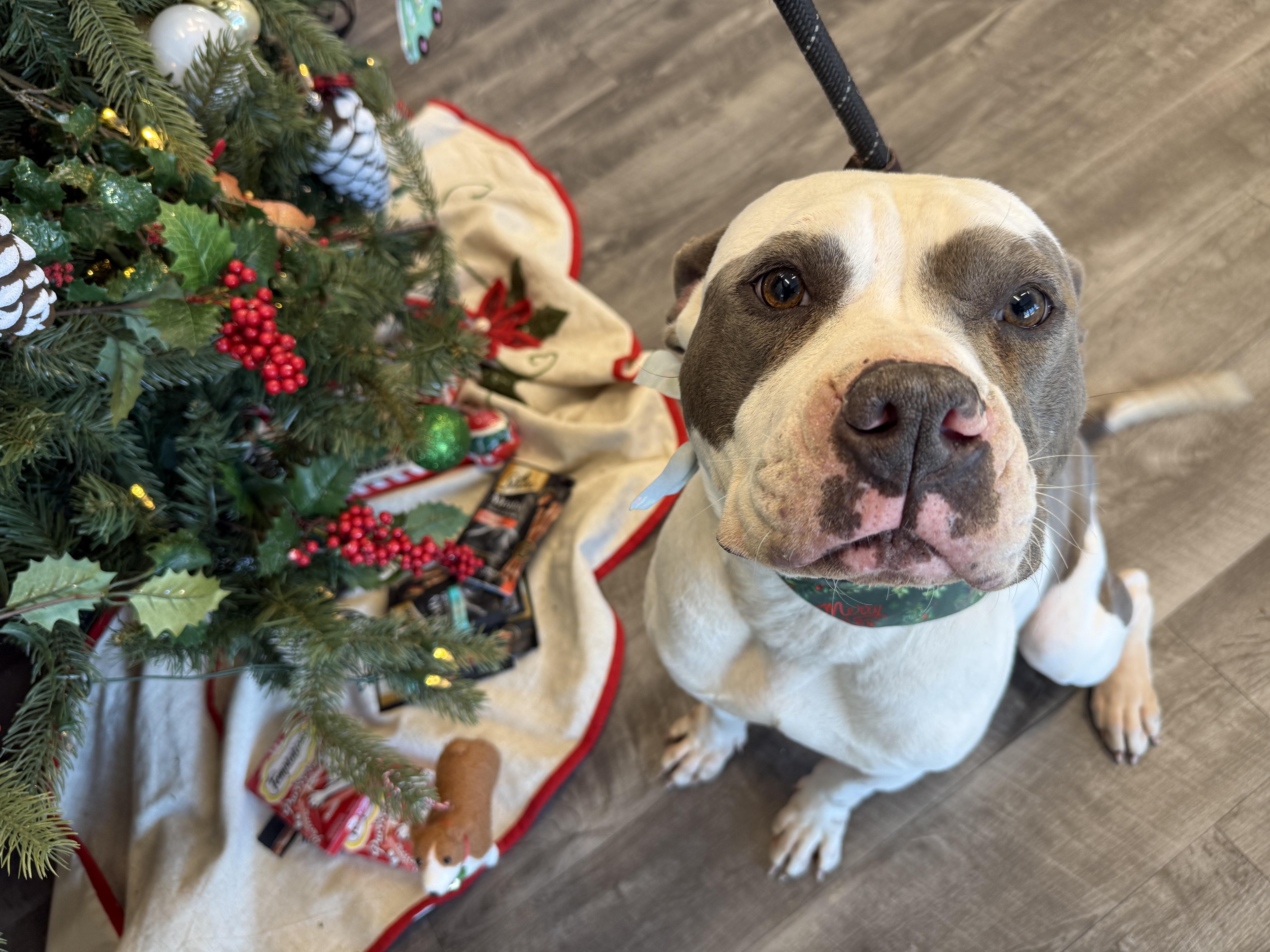 Albus , ADOPTABLE, Adult Male Terrier.