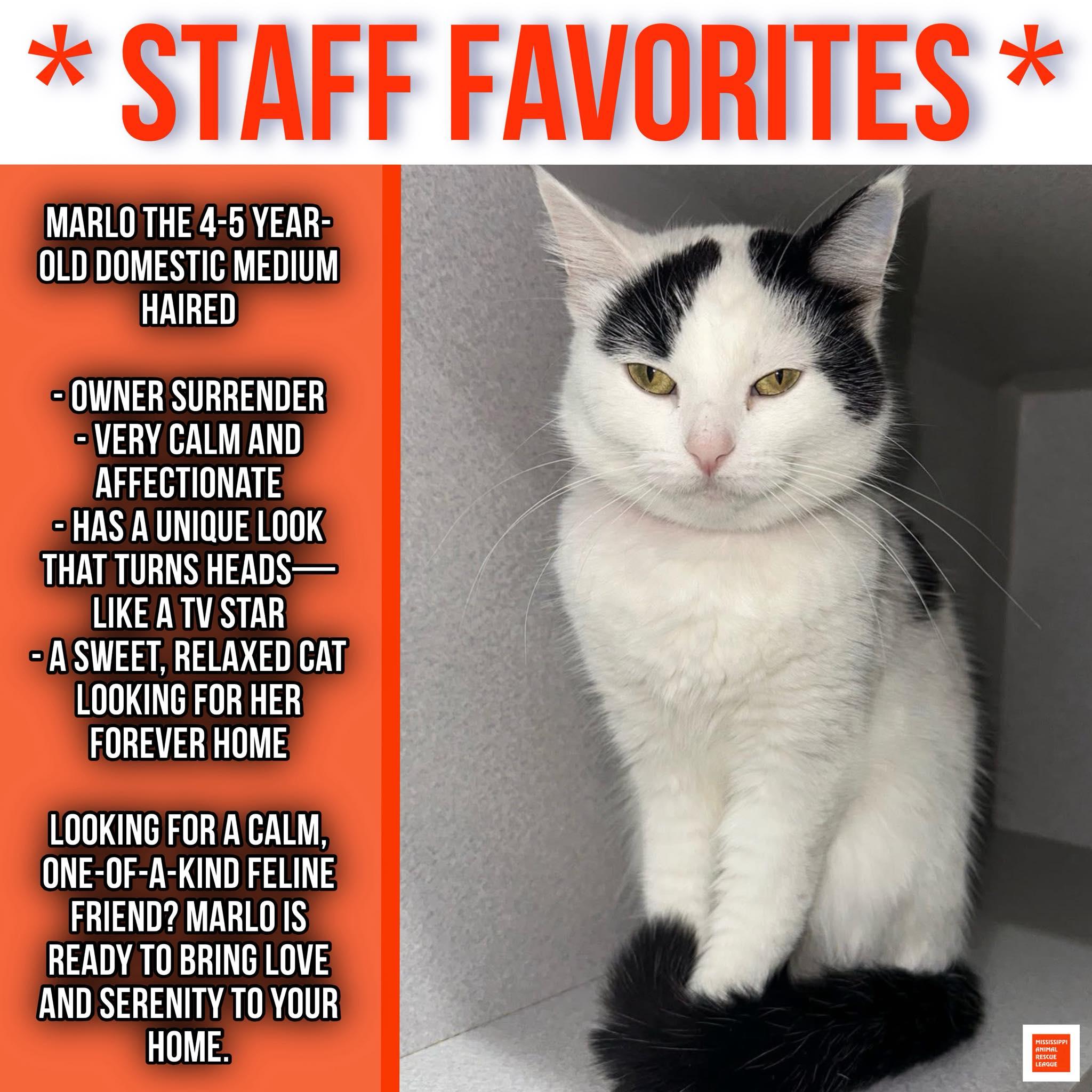 Enlarge Marlo, a ADOPTABLE Domestic Medium Hair in Jackson, MS image 1/1