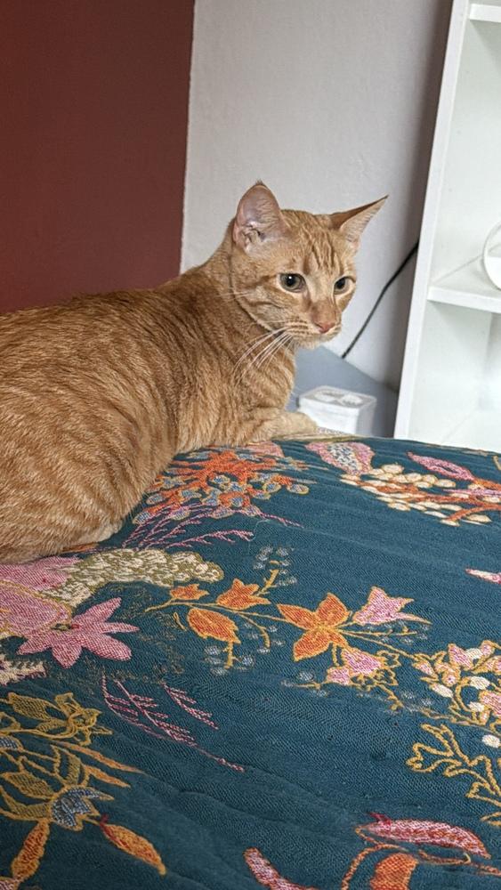 Mango, Adoptable, Kitten Male Tabby.