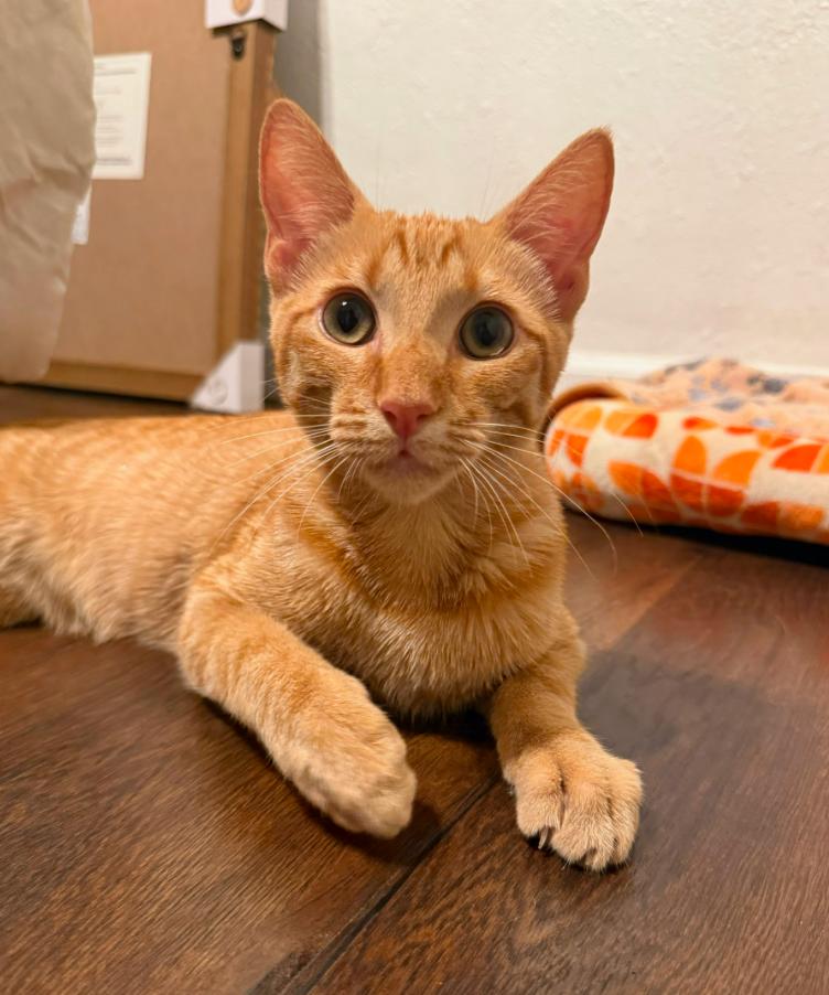 Enlarge Mango, a Adoptable mixed breed in St. Petersburg, FL image 2/6