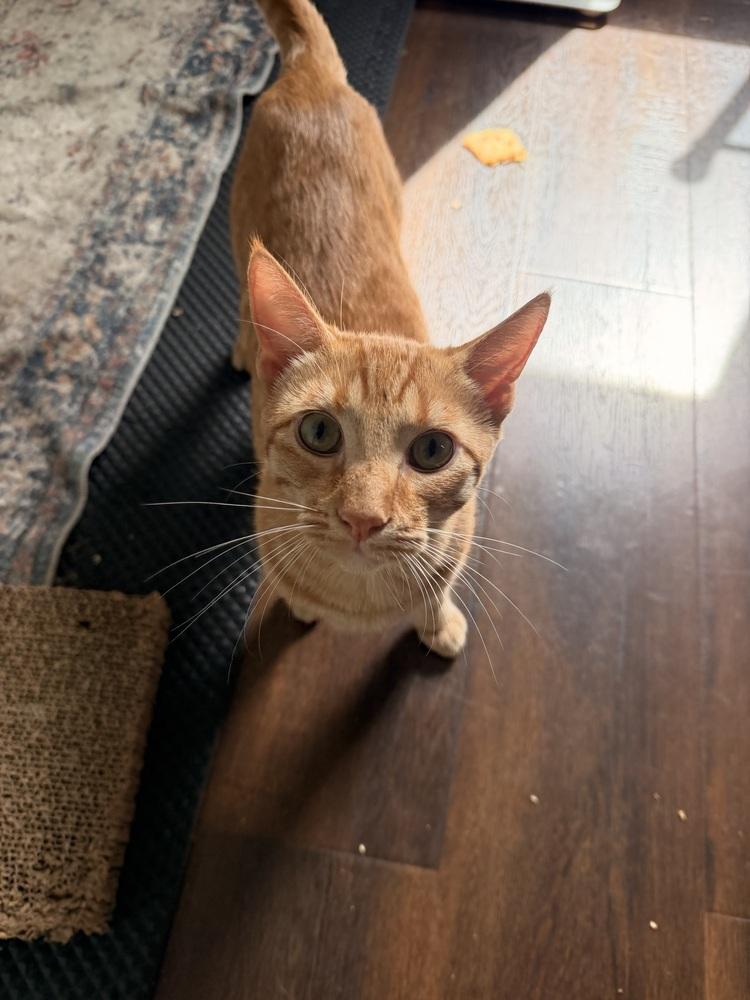 Enlarge Mango, a Adoptable mixed breed in St. Petersburg, FL image 3/6