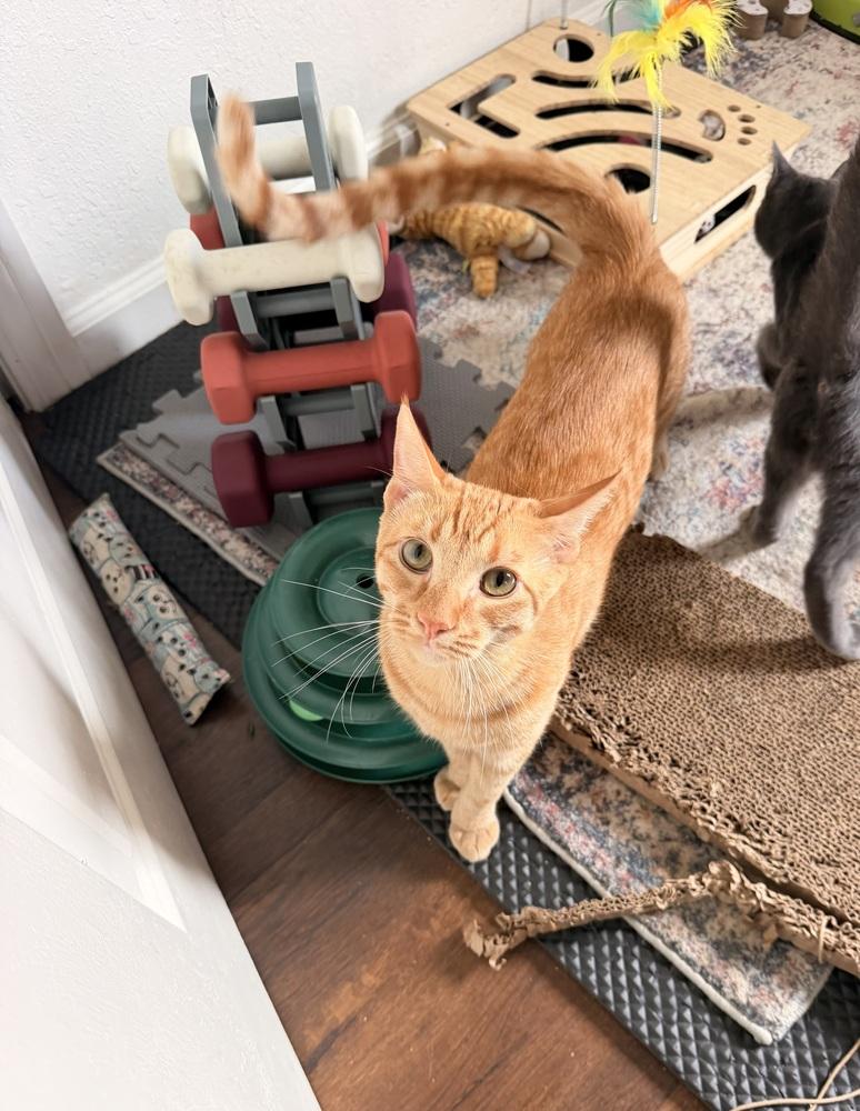 Enlarge Mango, a Adoptable mixed breed in St. Petersburg, FL image 5/6