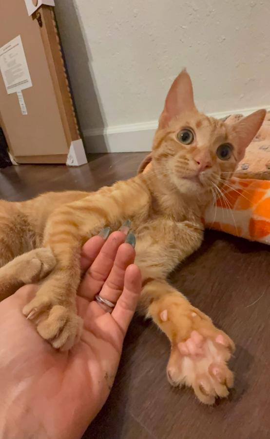 Enlarge Mango, a Adoptable mixed breed in St. Petersburg, FL image 6/6