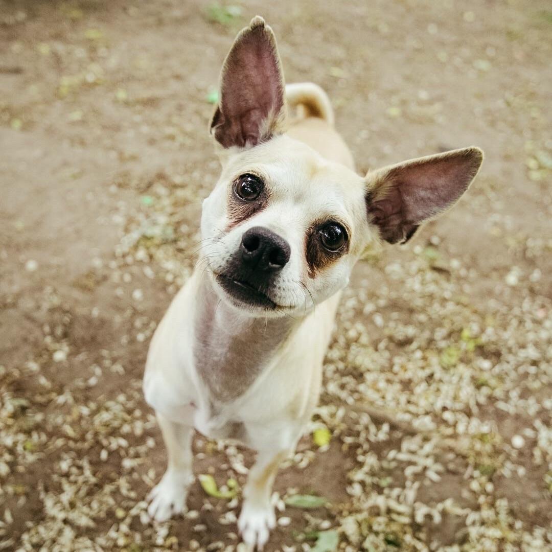 Mario, a ADOPTABLE Chihuahua in Prior Lake, MN image 2/4