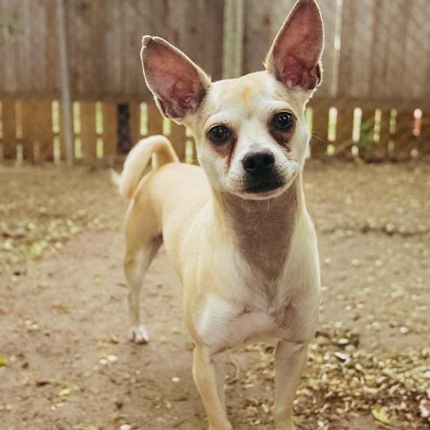 Mario, ADOPTABLE, Adult Male Chihuahua.