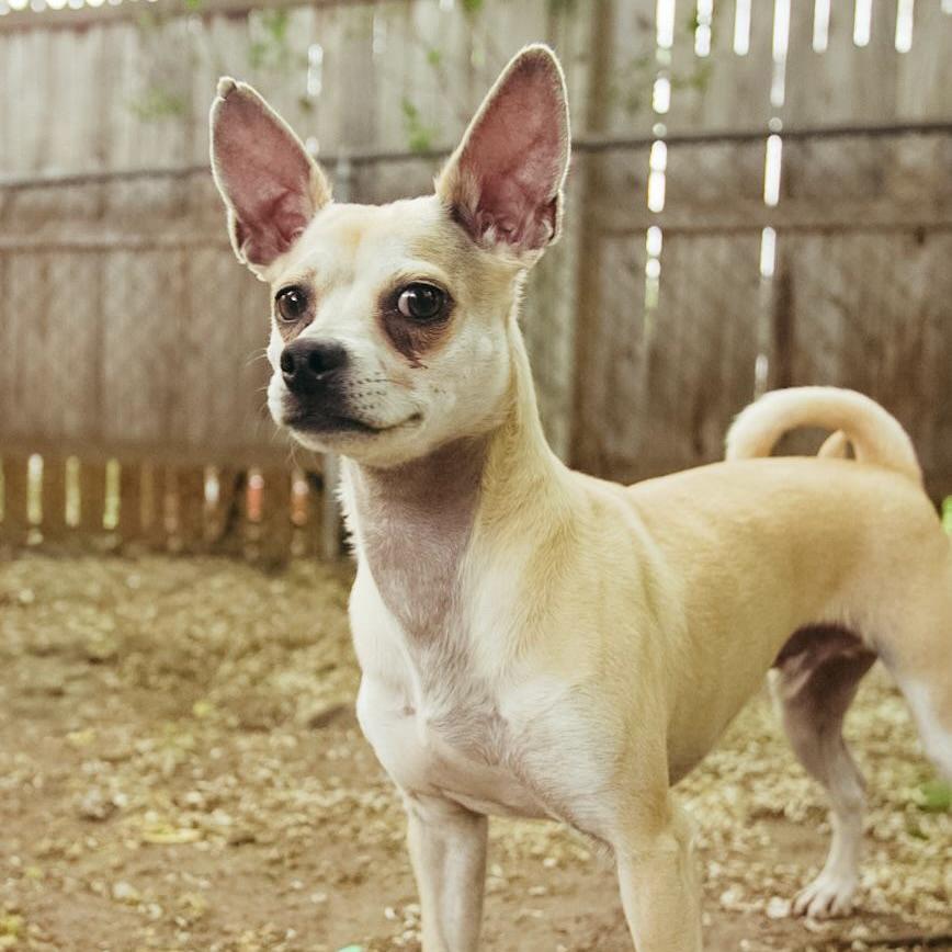 Mario, a ADOPTABLE Chihuahua in Prior Lake, MN image 3/4