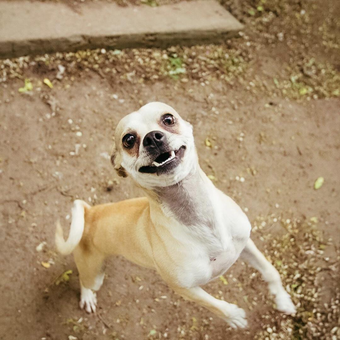 Mario, a ADOPTABLE Chihuahua in Prior Lake, MN image 4/4