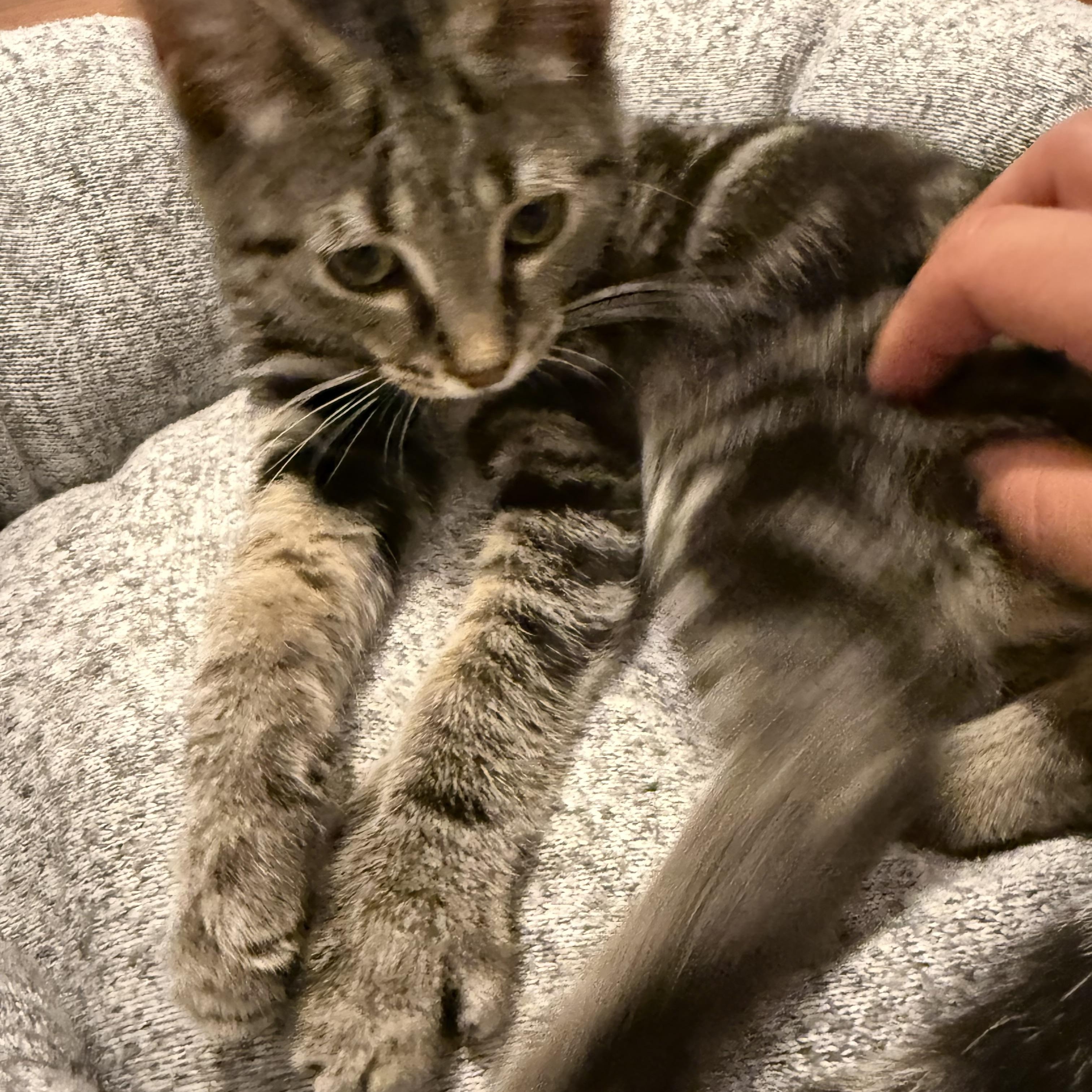 Baby Squat, Adopted, Kitten Male Tabby.