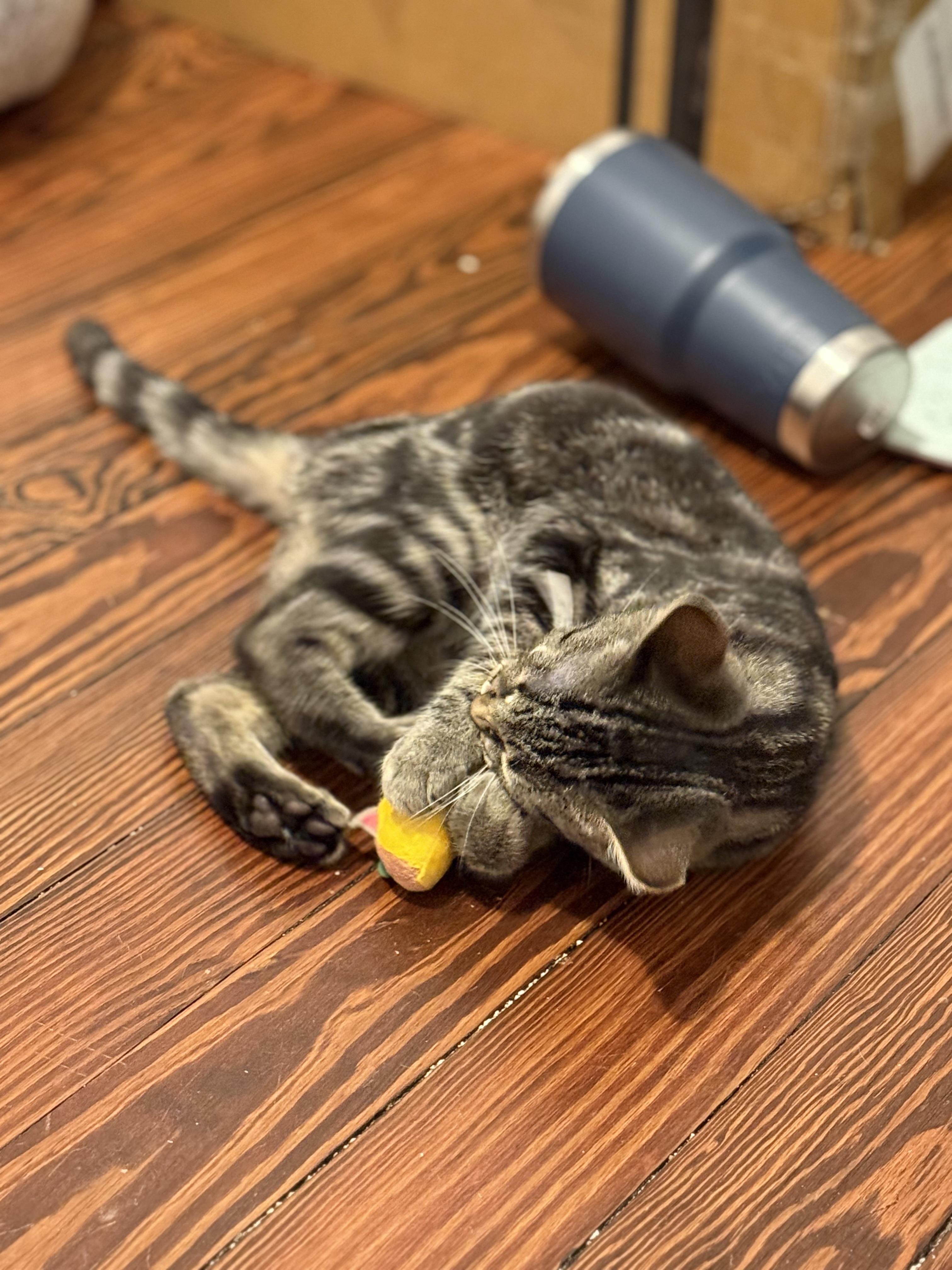 Enlarge Baby Squat, a Adopted Tabby in Westland, MI image 2/3