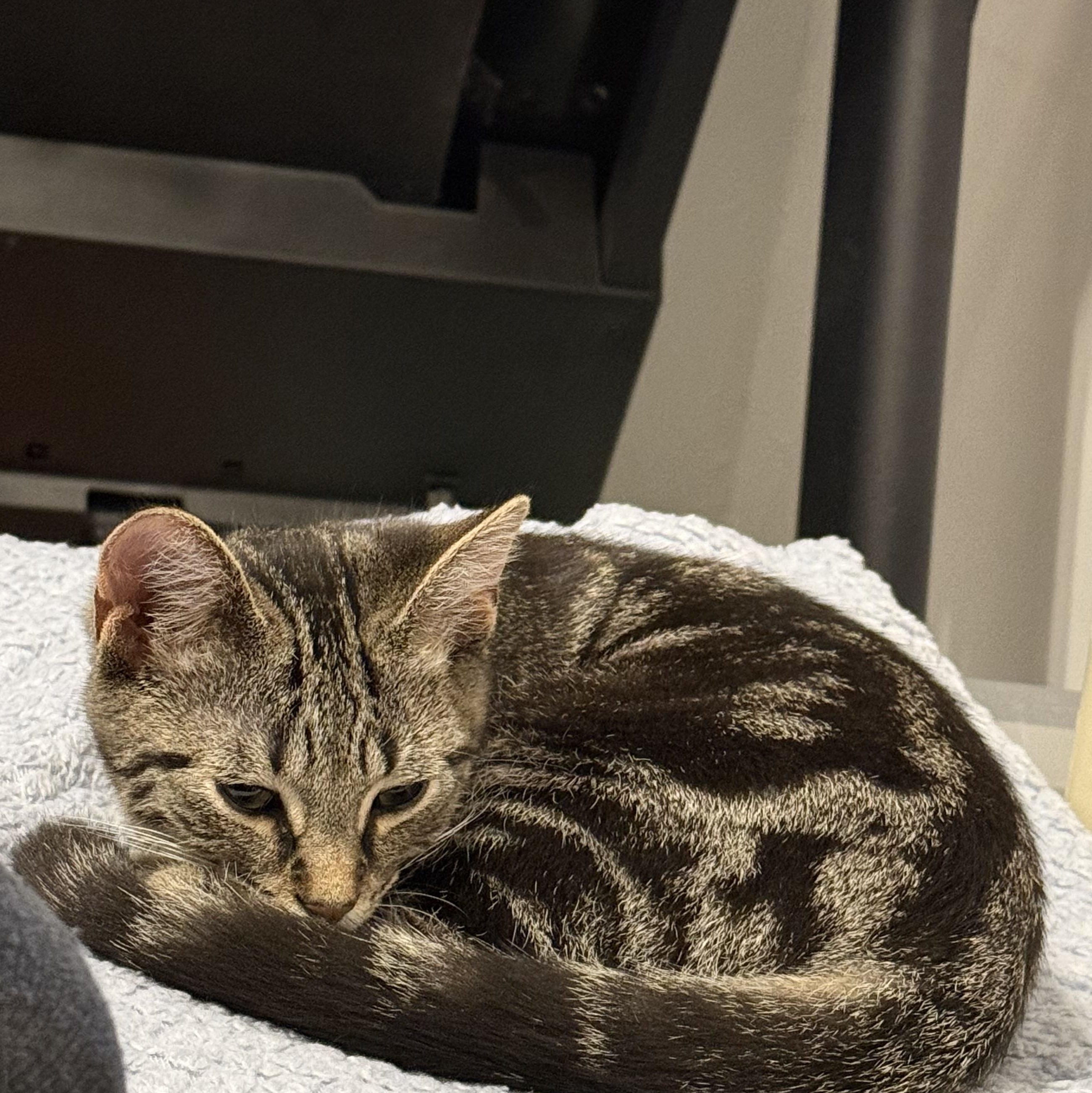 Enlarge Baby Squat, a Adopted Tabby in Westland, MI image 3/3