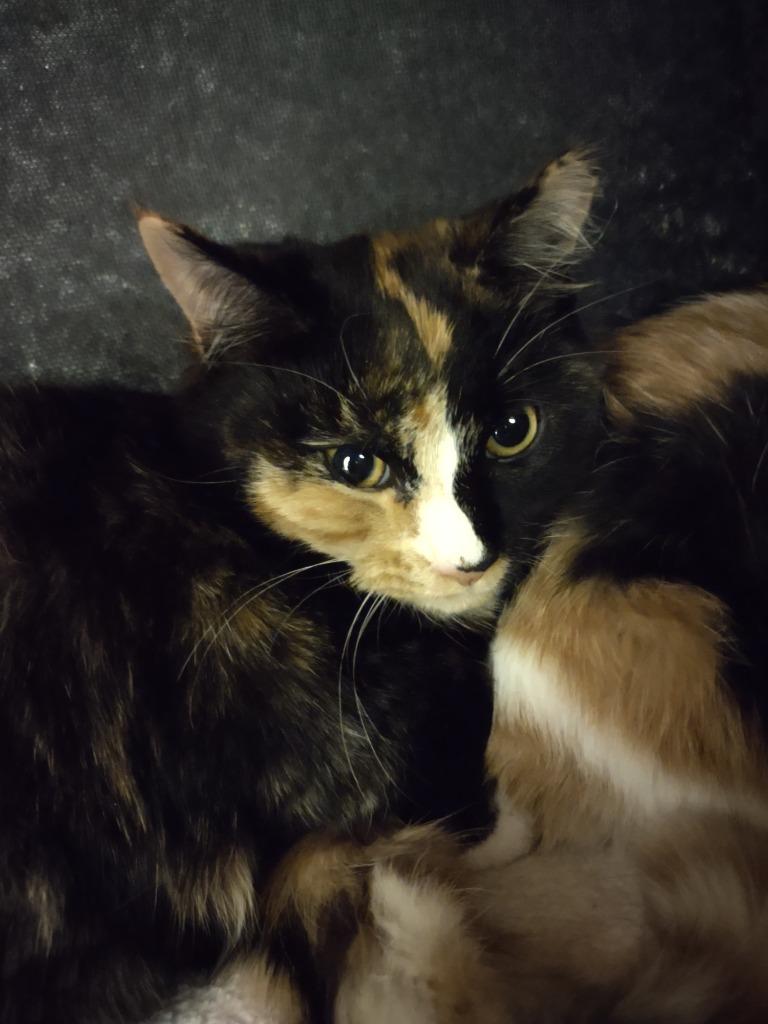 Enlarge Rachel, a Adoptable mixed breed in Hamilton, OH image 1/1