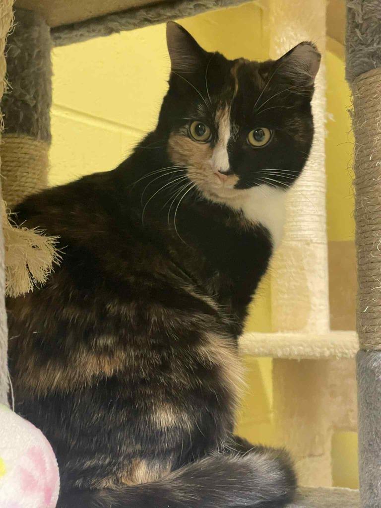 Rachel, Adoptable, Young Female Domestic Short Hair.