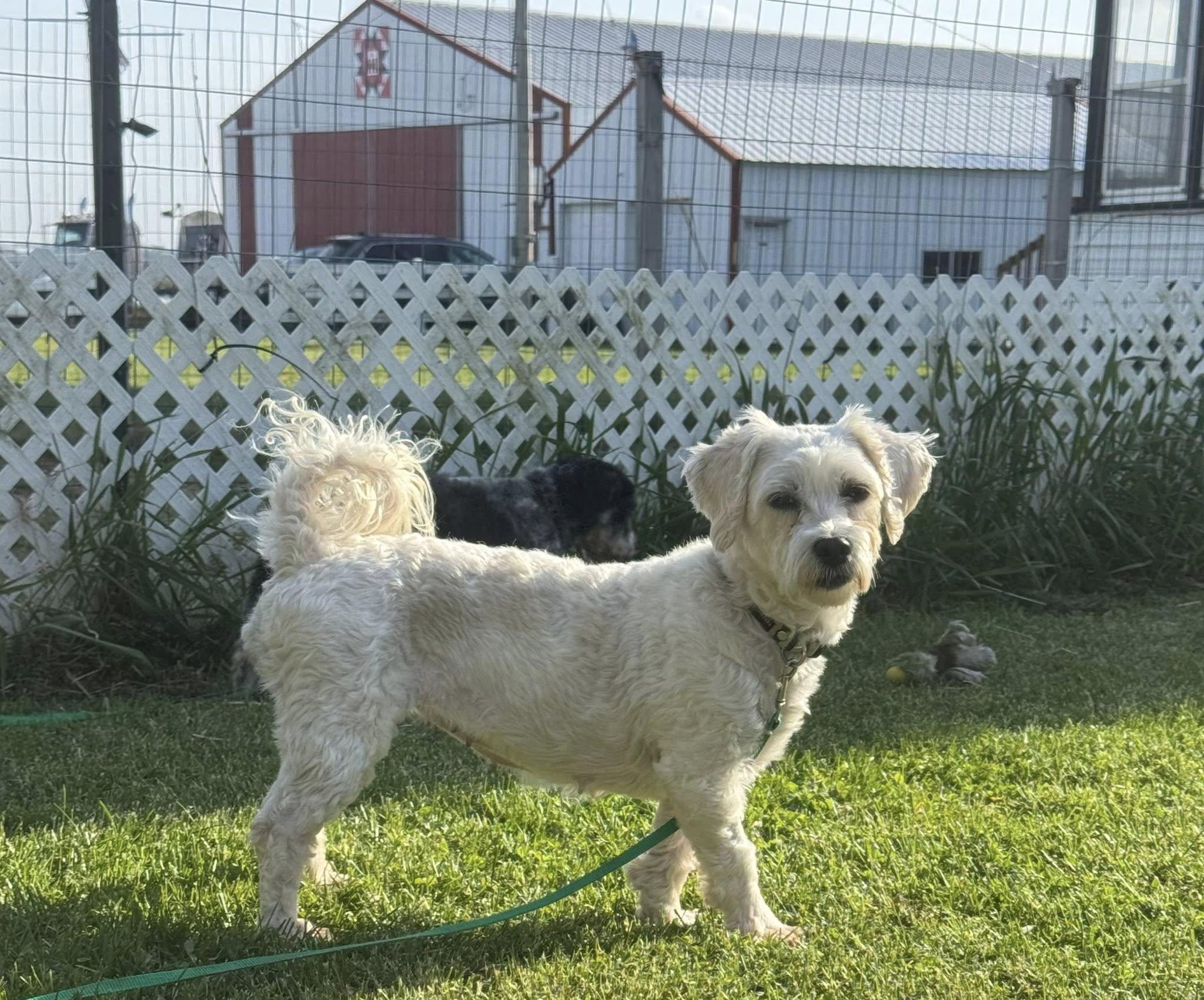 Enlarge Salsa, a ADOPTABLE Havanese in Decorah, IA image 2/3