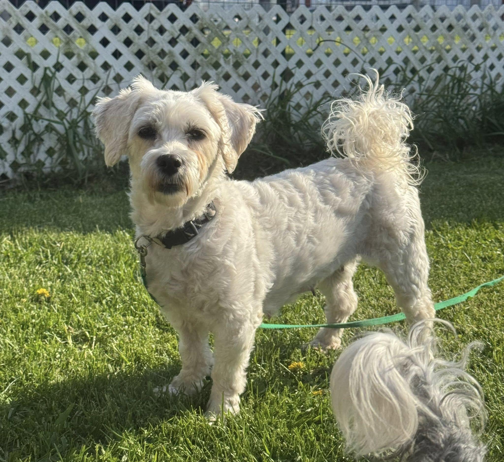 Salsa, ADOPTABLE, Adult Female Havanese.