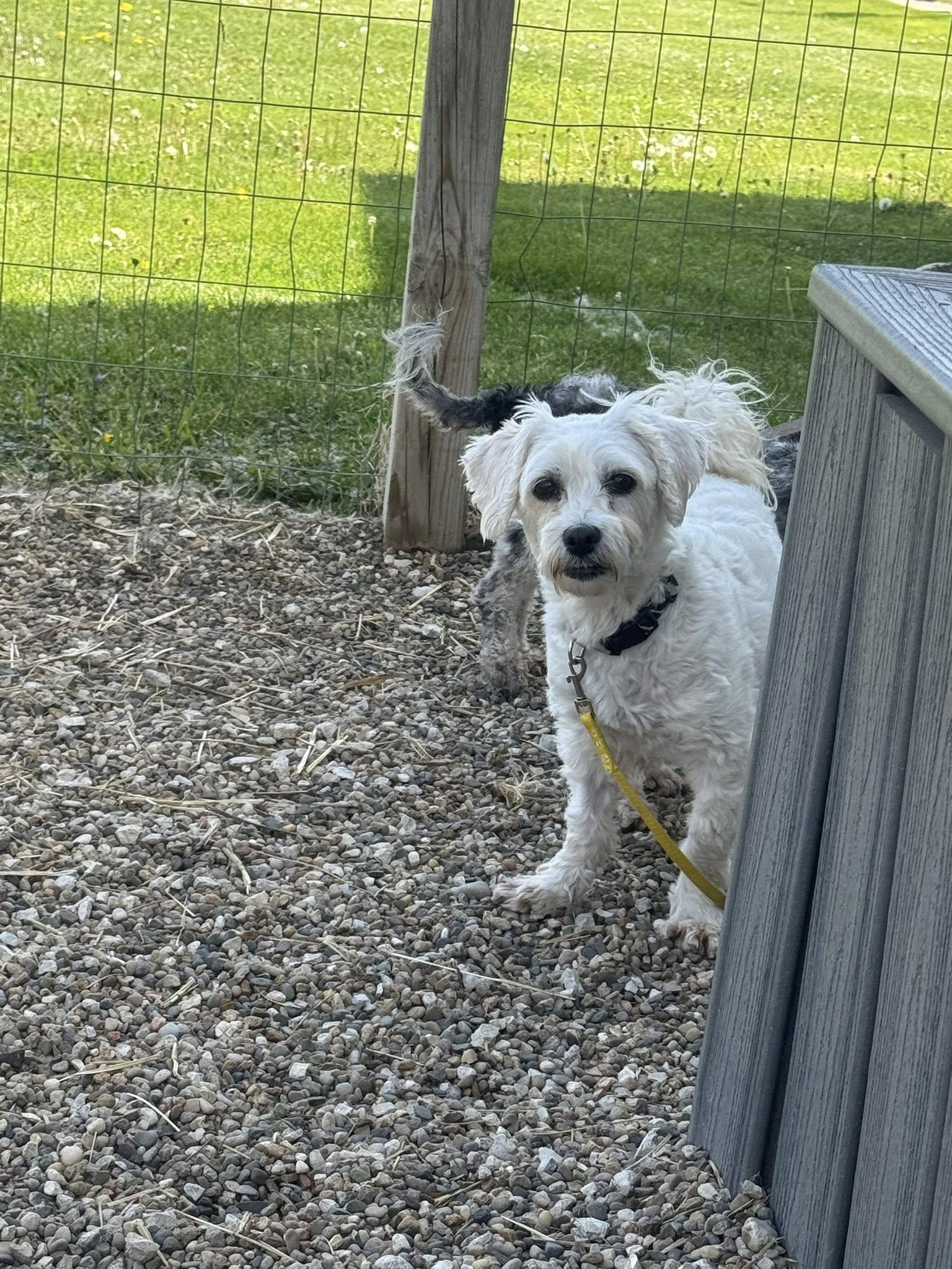 Enlarge Salsa, a ADOPTABLE Havanese in Decorah, IA image 3/3