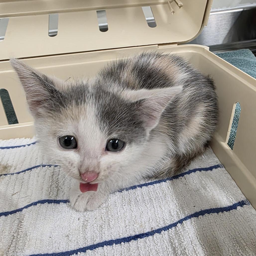 Enlarge Mew, a Adoptable Domestic Short Hair in Saint Cloud, MN image 1/1