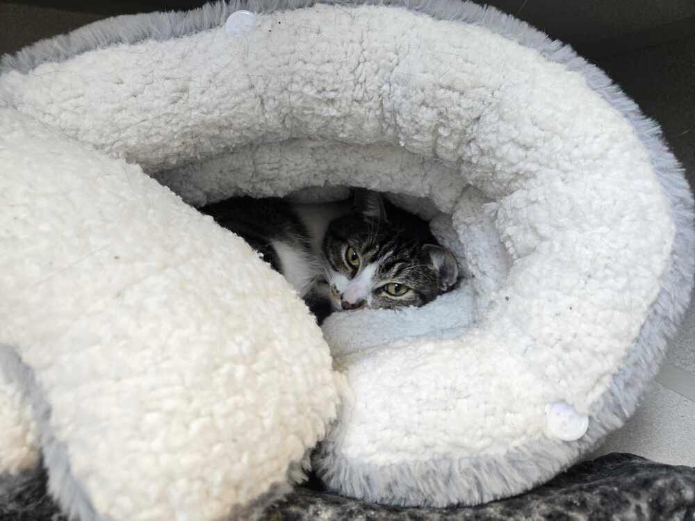 Enlarge Moose, a Adoptable mixed breed in Bowling Green, OH image 1/3