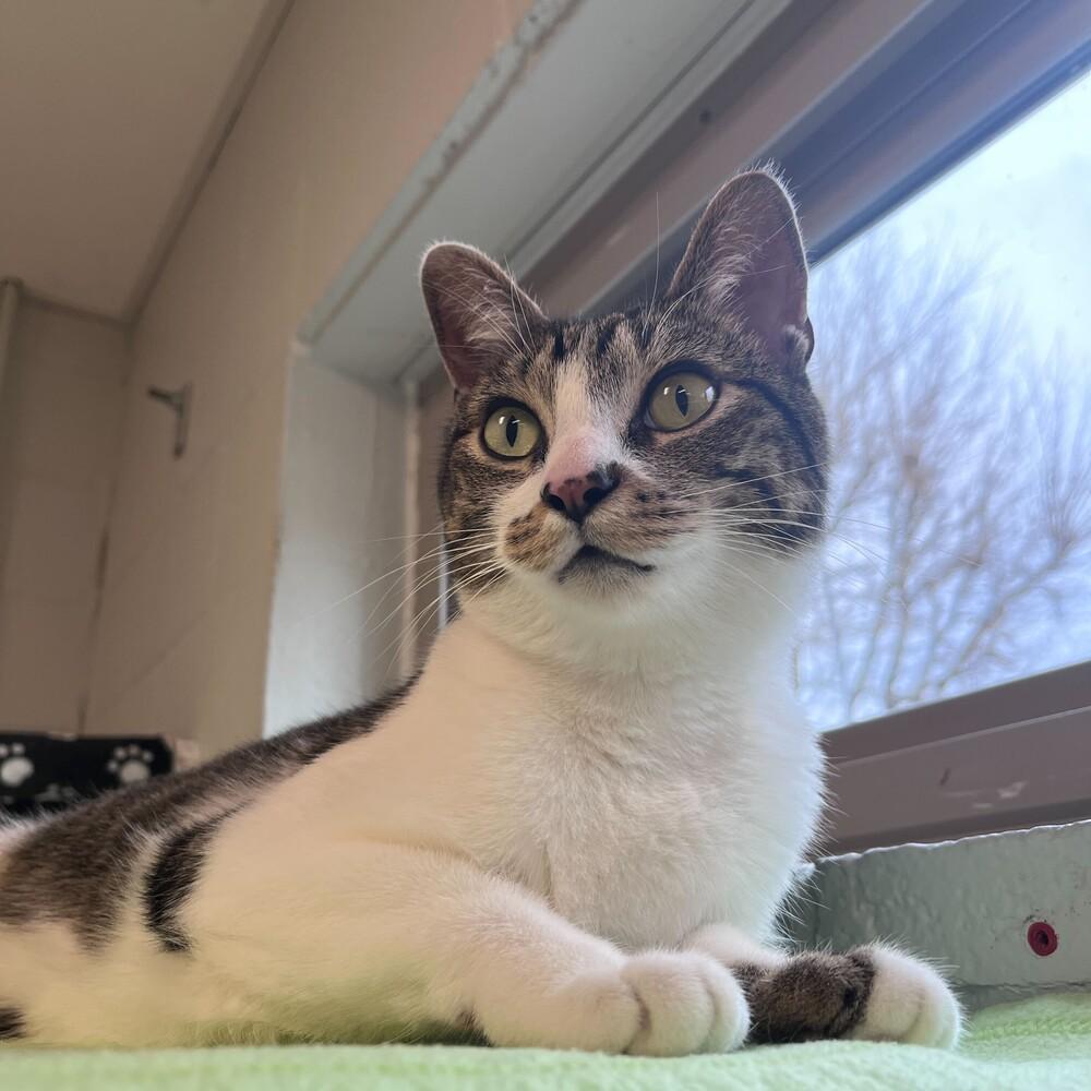 Enlarge Moose, a Adoptable mixed breed in Bowling Green, OH image 2/3