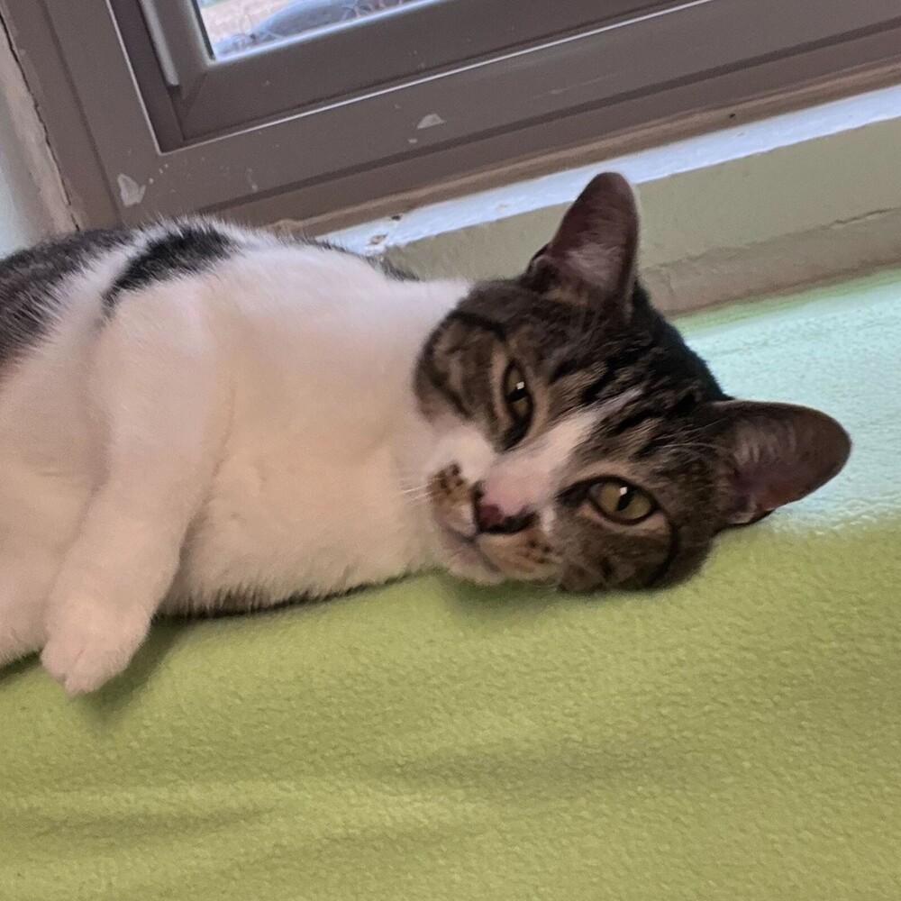 Moose, Adoptable, Adult Male Domestic Short Hair.