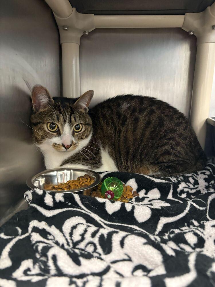 Moose, Adoptable, Adult Male Domestic Short Hair.