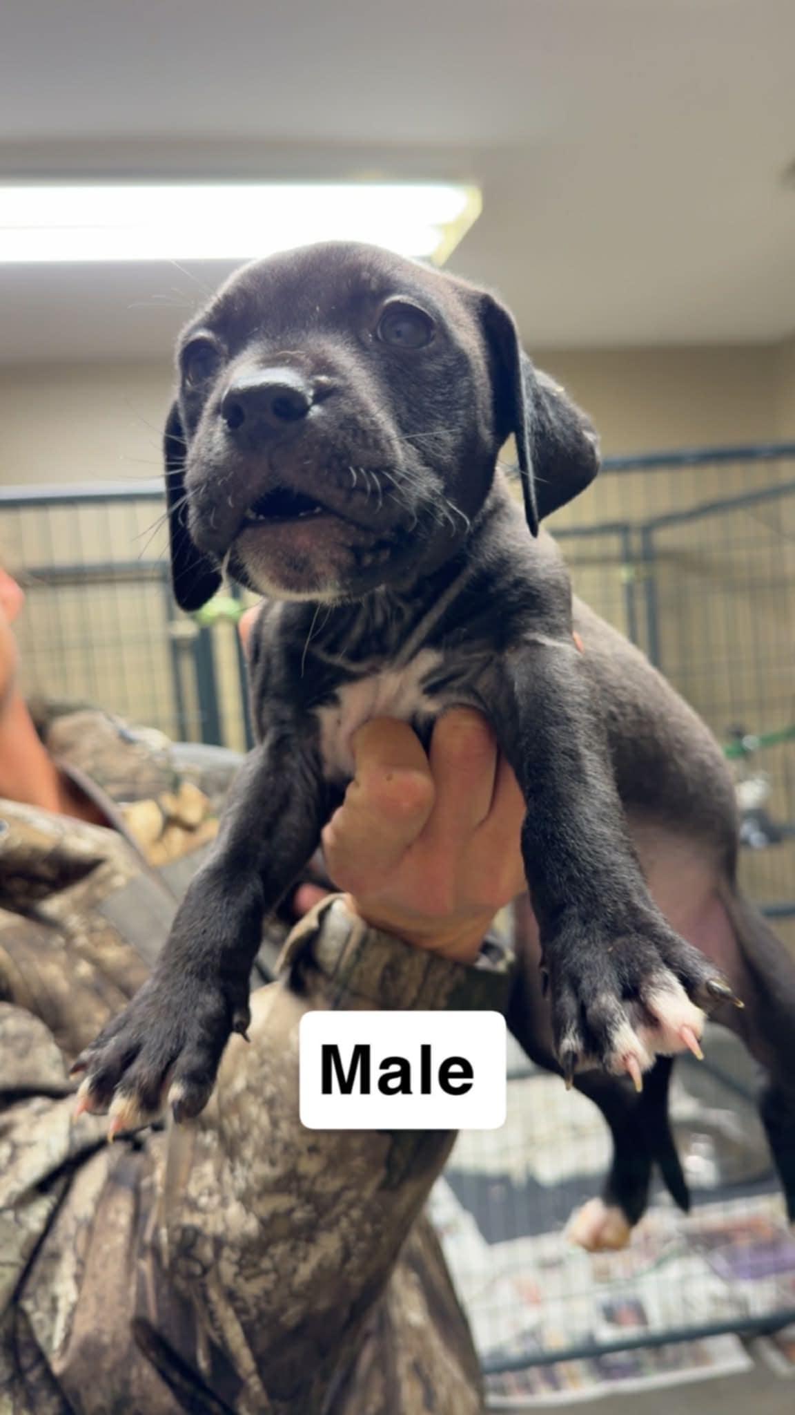 Foster homes needed!, a Adoptable Pit Bull Terrier in Oceanport, NJ image 1/6