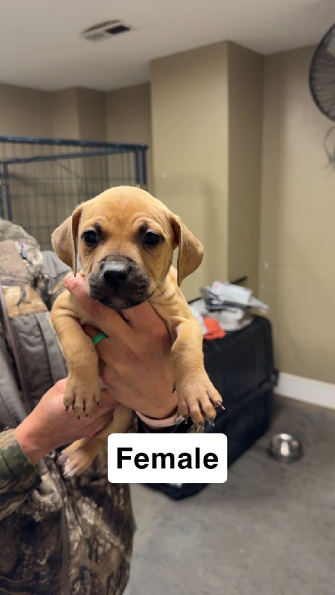 Foster homes needed!, a Adoptable Pit Bull Terrier in Oceanport, NJ image 2/6