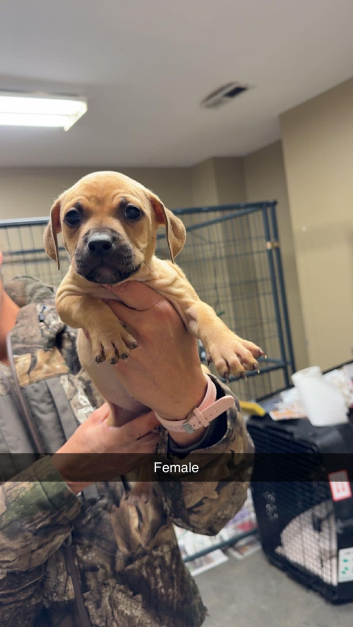 Foster homes needed!, a Adoptable Pit Bull Terrier in Oceanport, NJ image 3/6