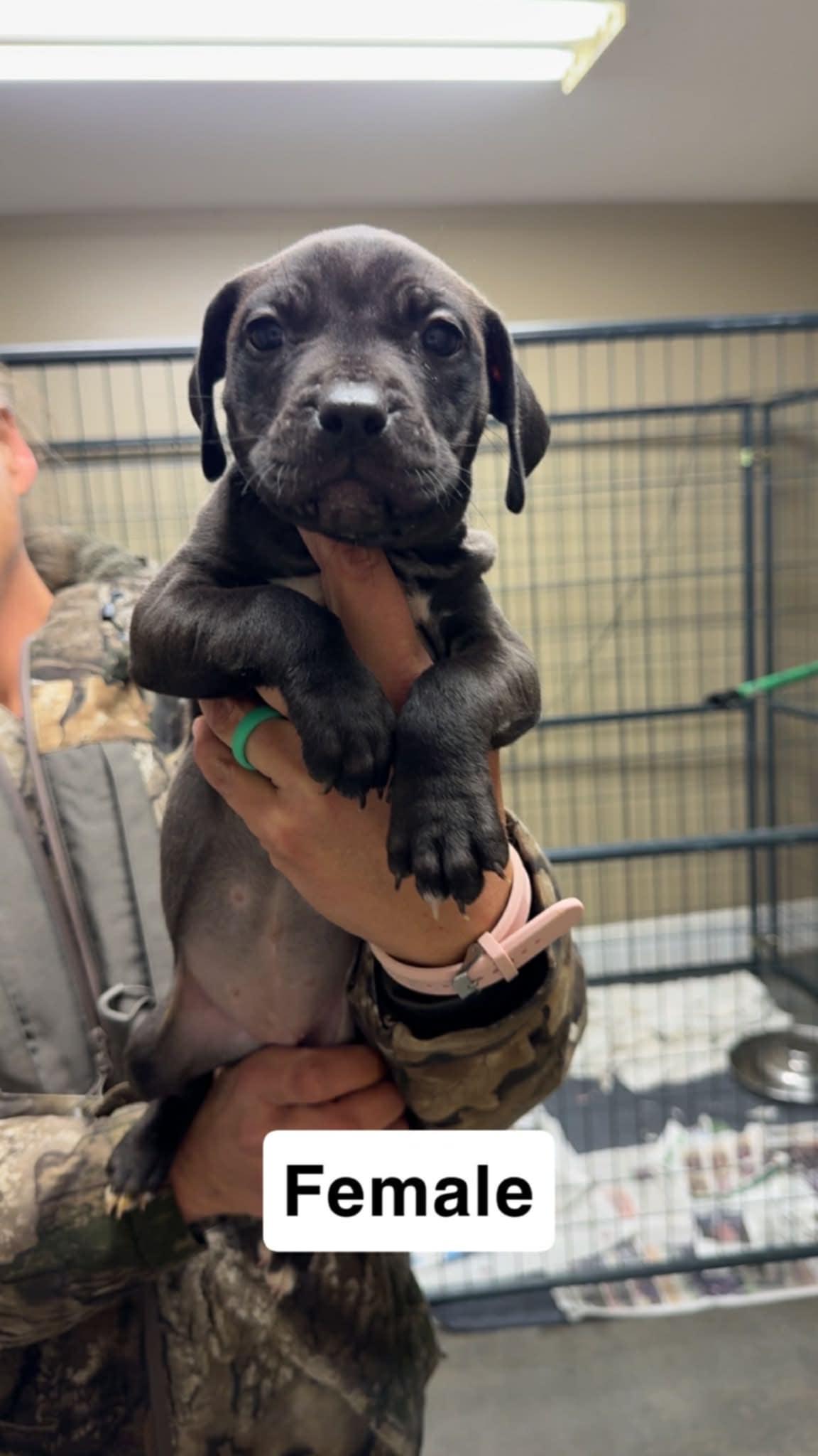 Foster homes needed!, a Adoptable Pit Bull Terrier in Oceanport, NJ image 4/6