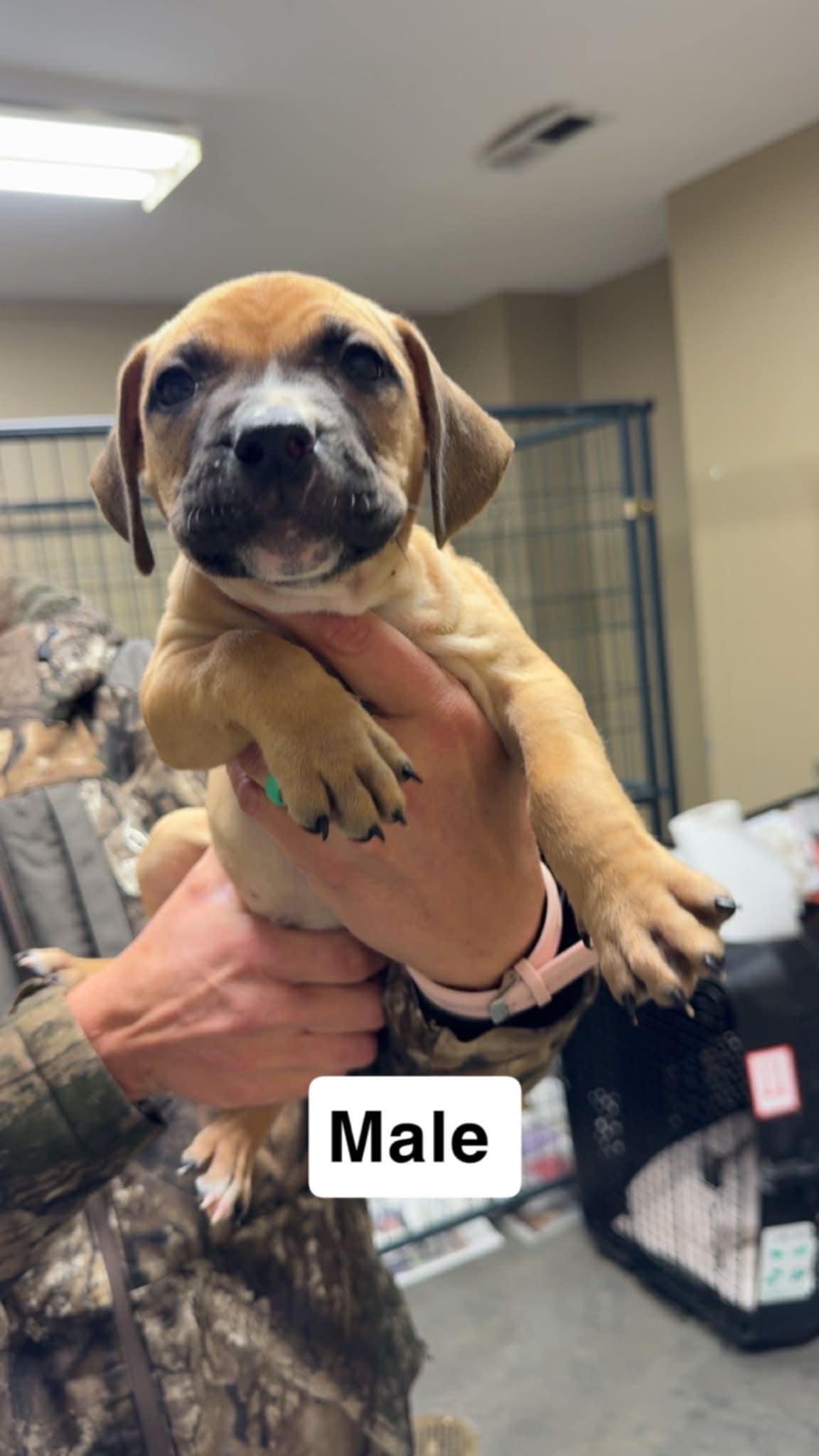 Foster homes needed!, a Adoptable Pit Bull Terrier in Oceanport, NJ image 5/6