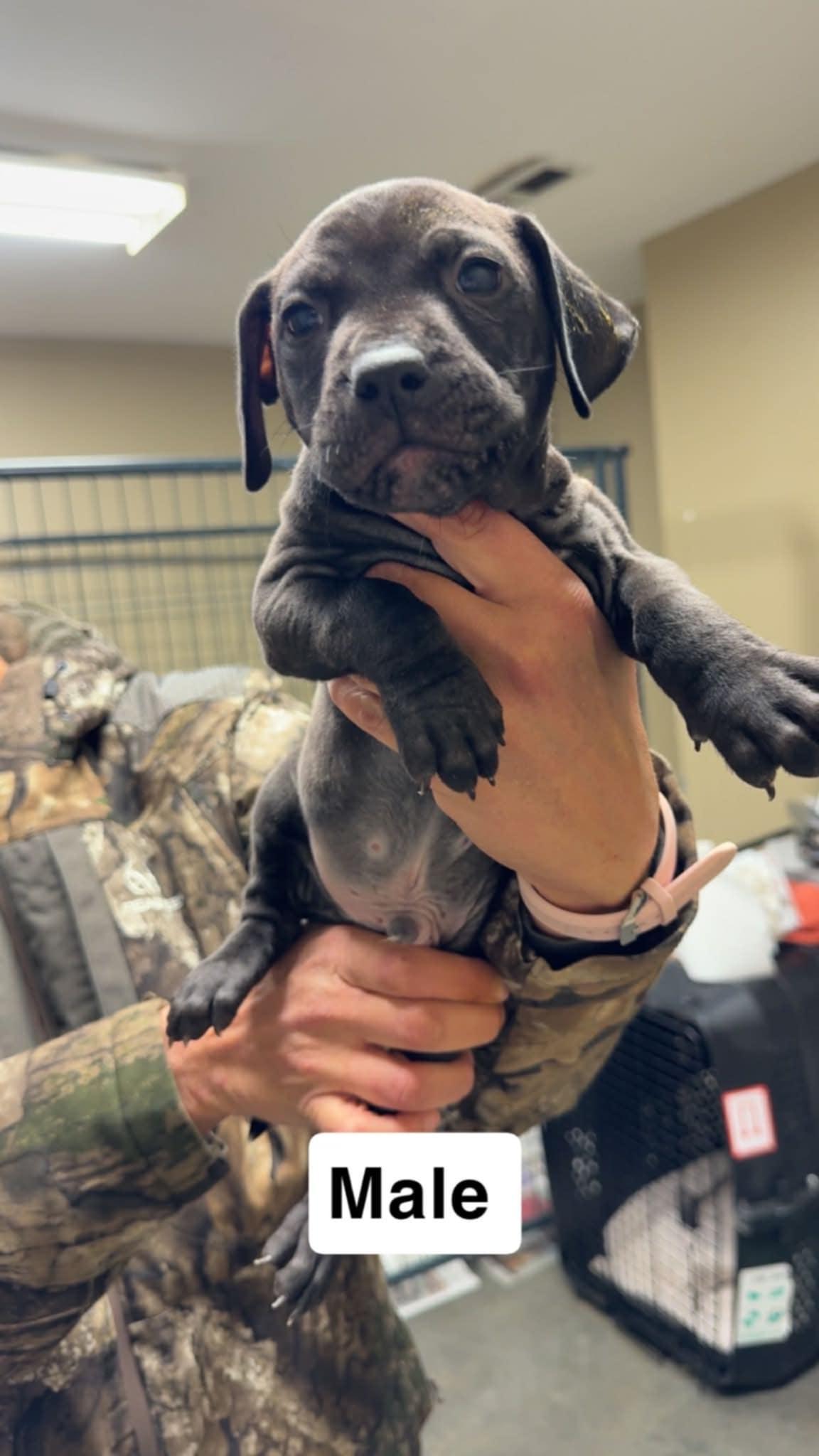 Foster homes needed!, a Adoptable Pit Bull Terrier in Oceanport, NJ image 6/6