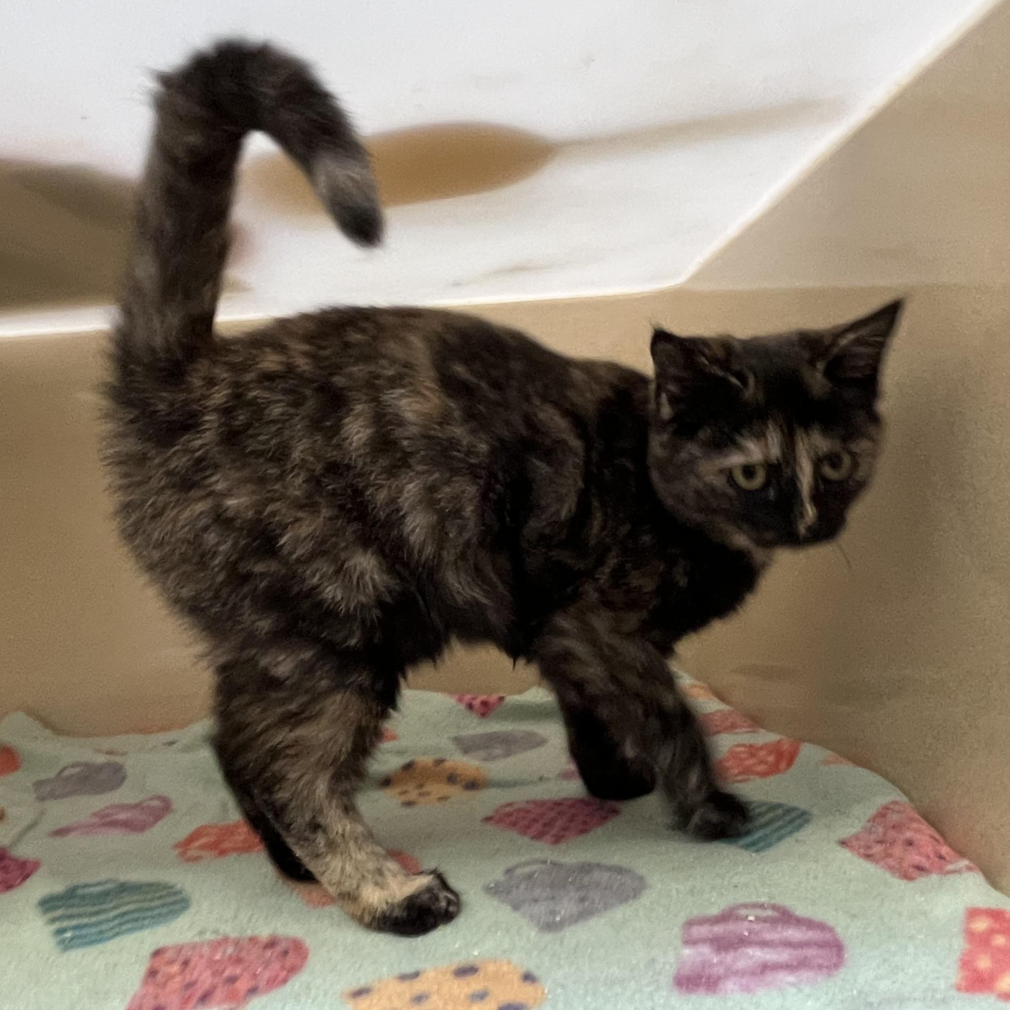 Calla Lilly thumbnail 2