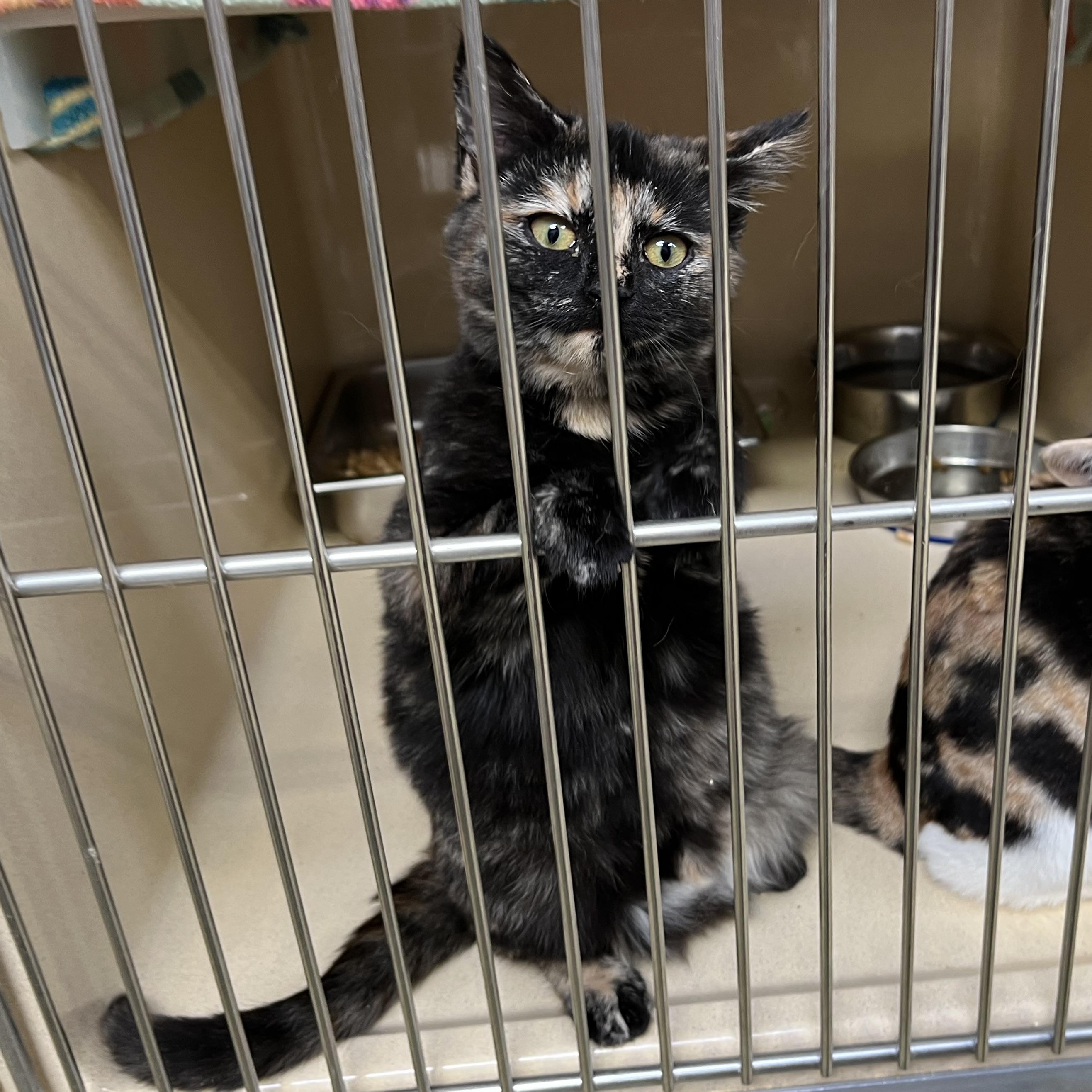 Calla Lilly thumbnail 3