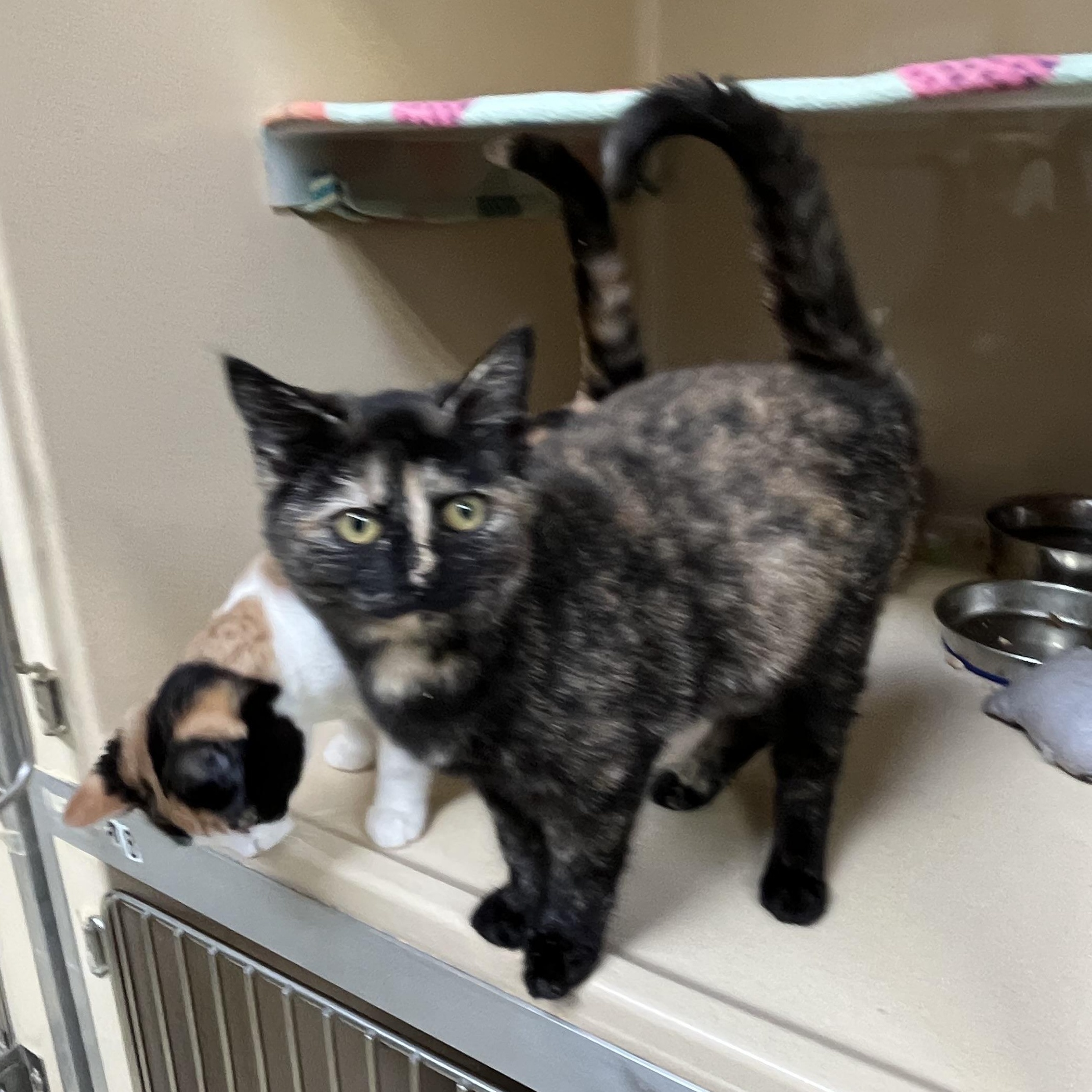 Calla Lilly thumbnail 4