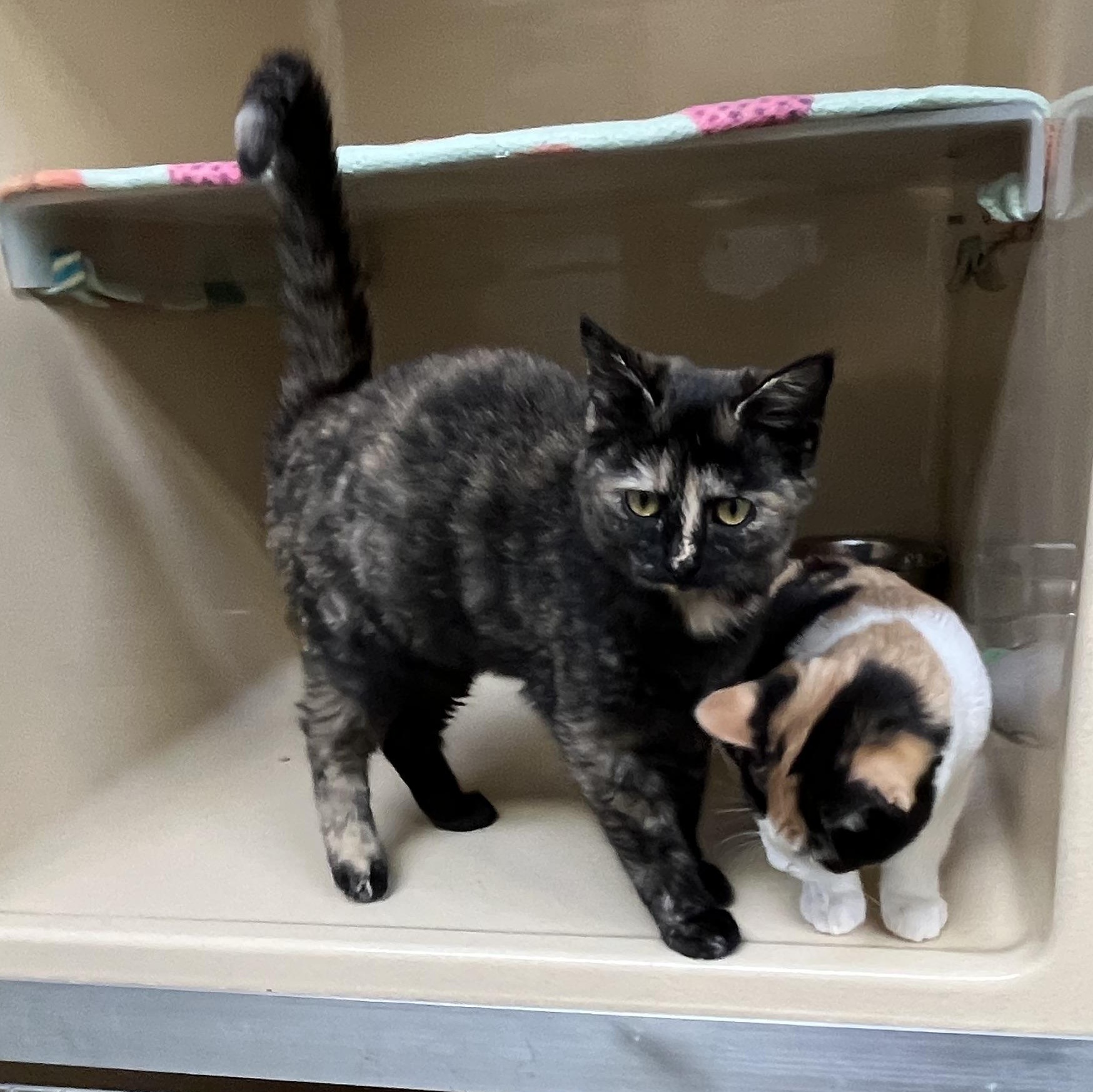 Calla Lilly thumbnail 5