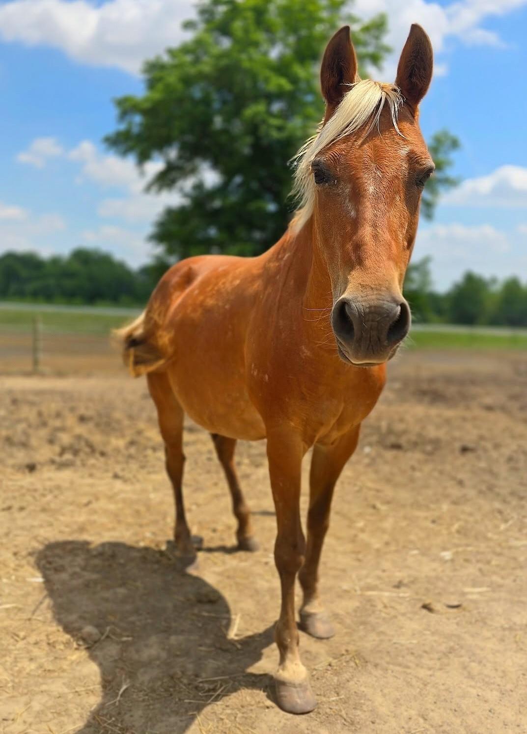 Wendy, ADOPTABLE, Adult Female Pony.