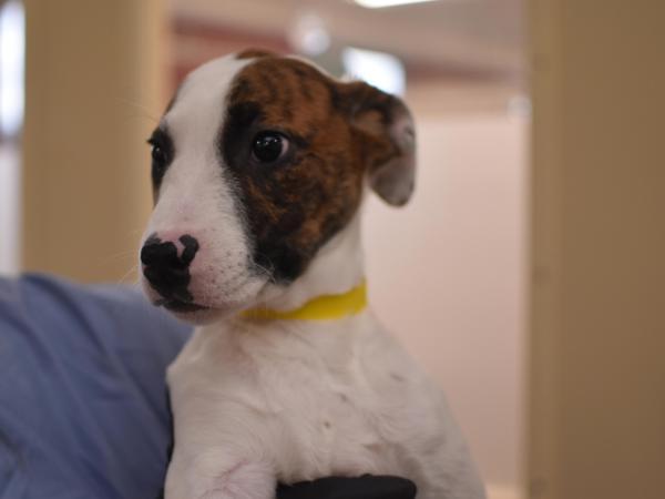 Enlarge Sam, a Adoptable mixed breed in Portland, OR image 1/1