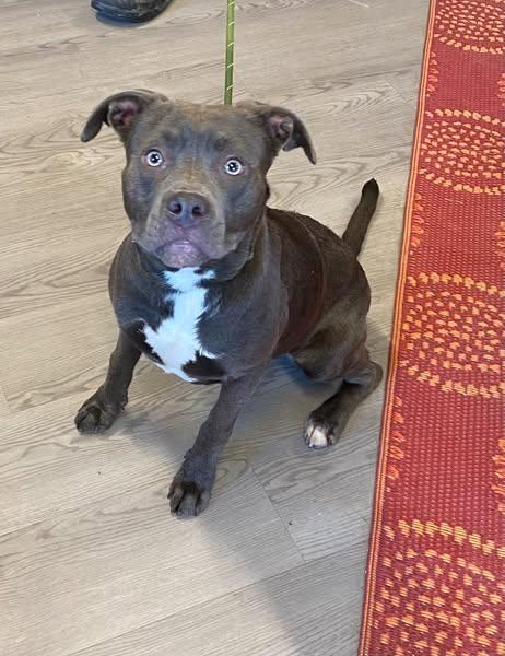 Enlarge Tennille, a Adopted mixed breed in Eastpoint, FL image 1/1