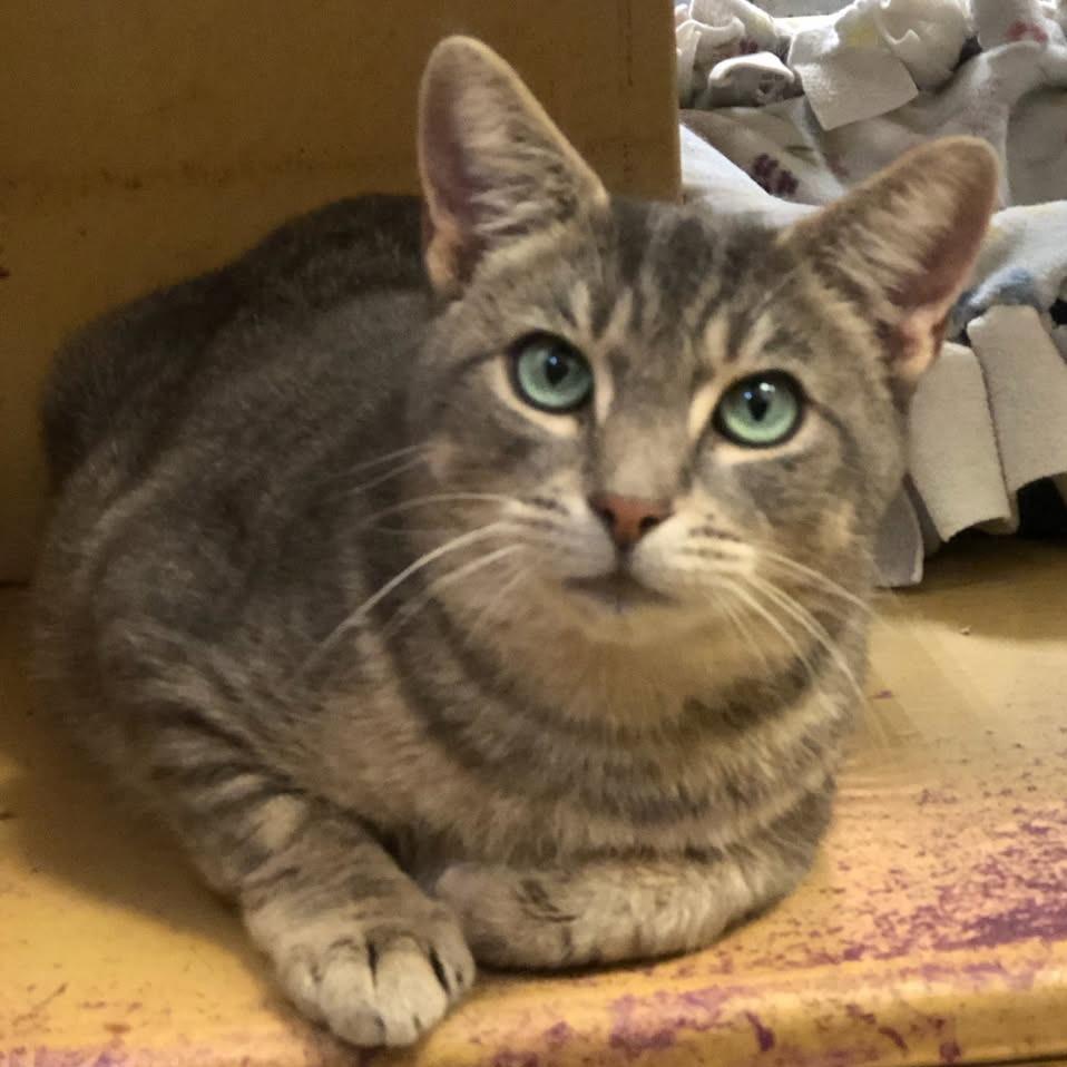 Enlarge 1025-143 Cecilia, a Adoptable Domestic Short Hair in Abingdon, MD image 1/6