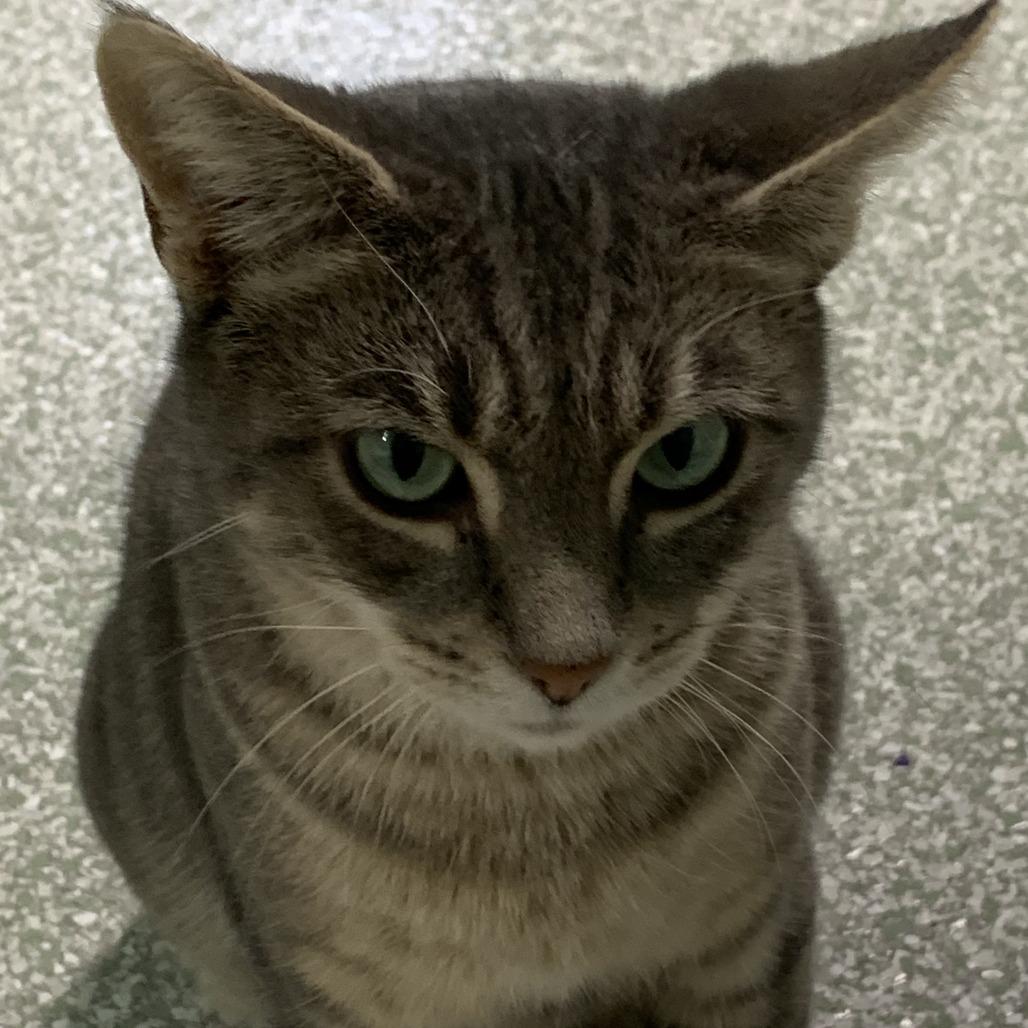 Enlarge 1025-143 Cecilia, a Adoptable Domestic Short Hair in Abingdon, MD image 4/6