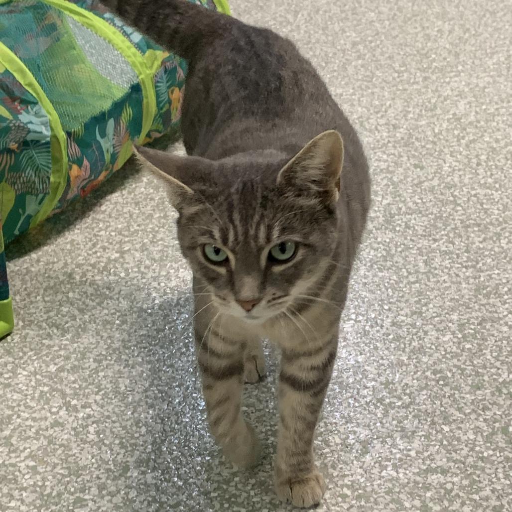 Enlarge 1025-143 Cecilia, a Adoptable Domestic Short Hair in Abingdon, MD image 5/6