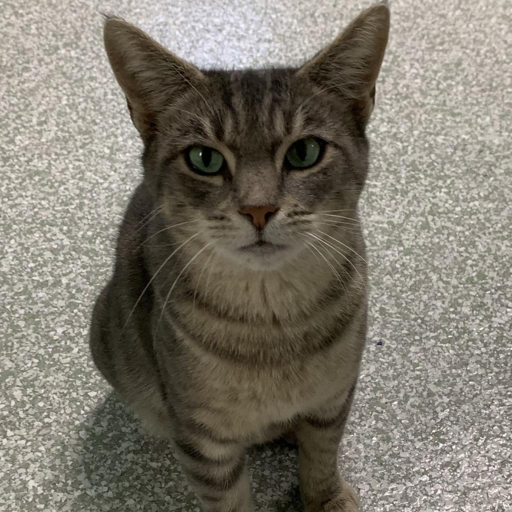 Enlarge 1025-143 Cecilia, a Adoptable Domestic Short Hair in Abingdon, MD image 6/6