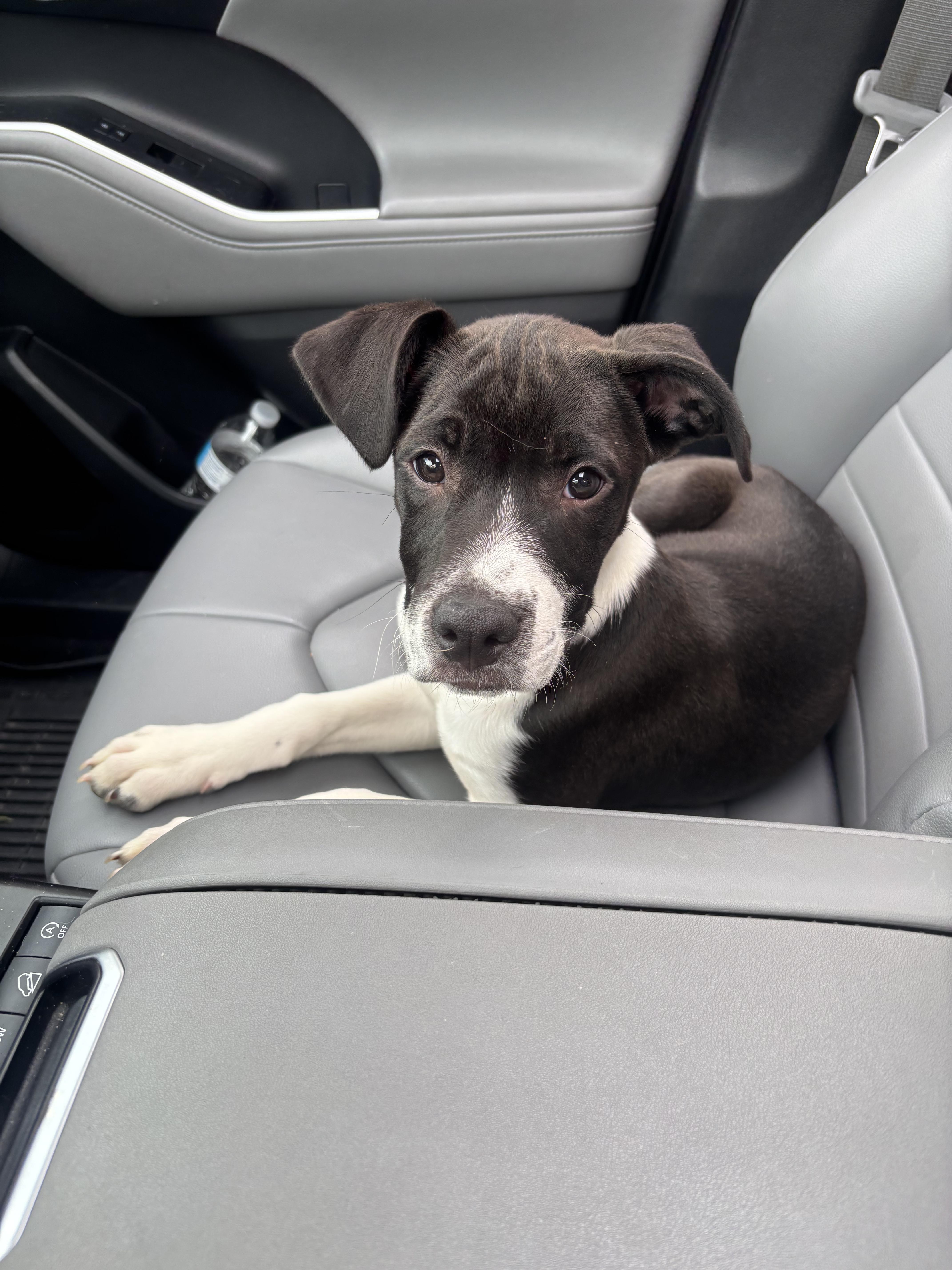 Phineas, an adopted mixed breed in Kansas City, MO image 2/2