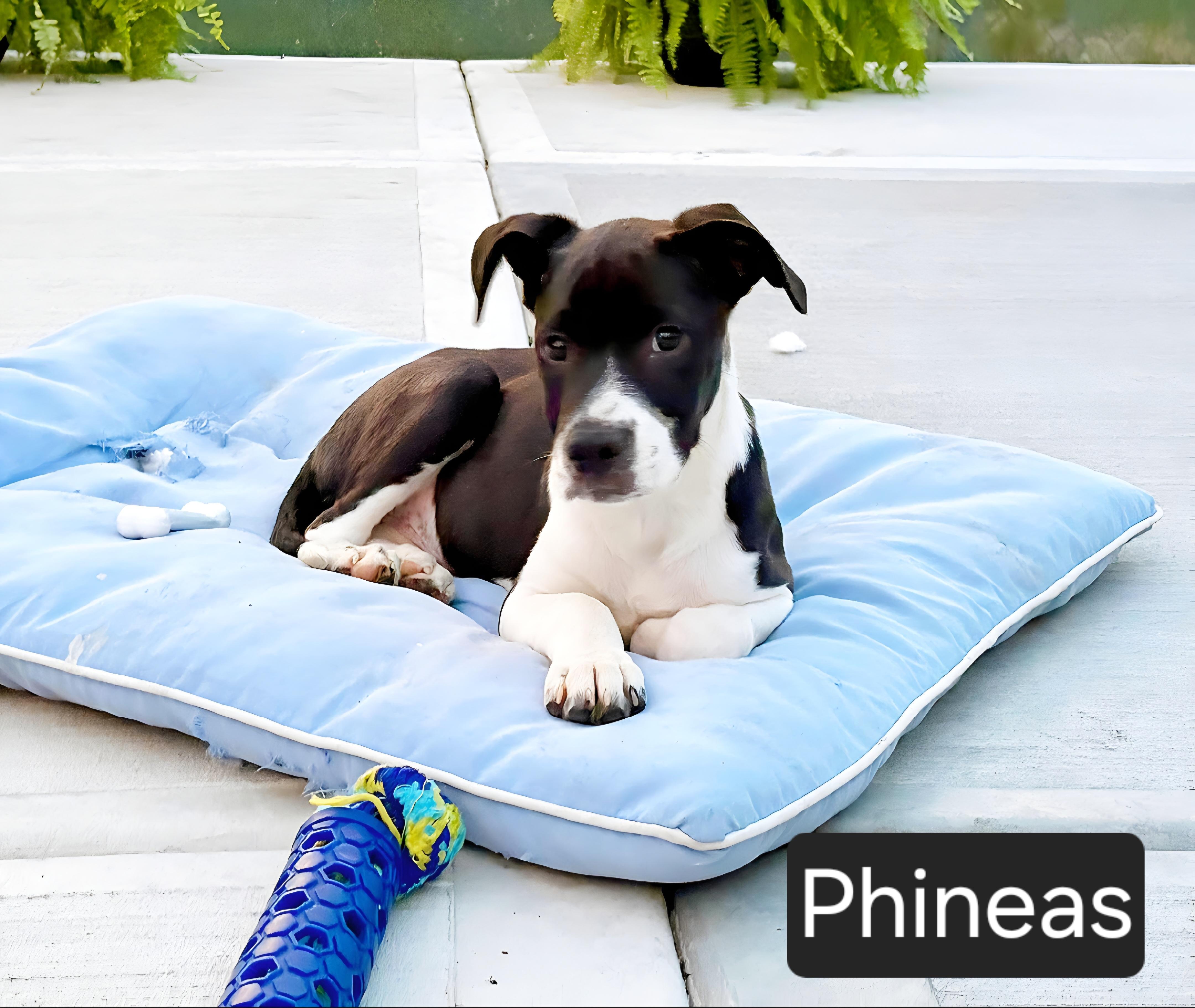 Phineas, an adopted mixed breed in Kansas City, MO image 1/2