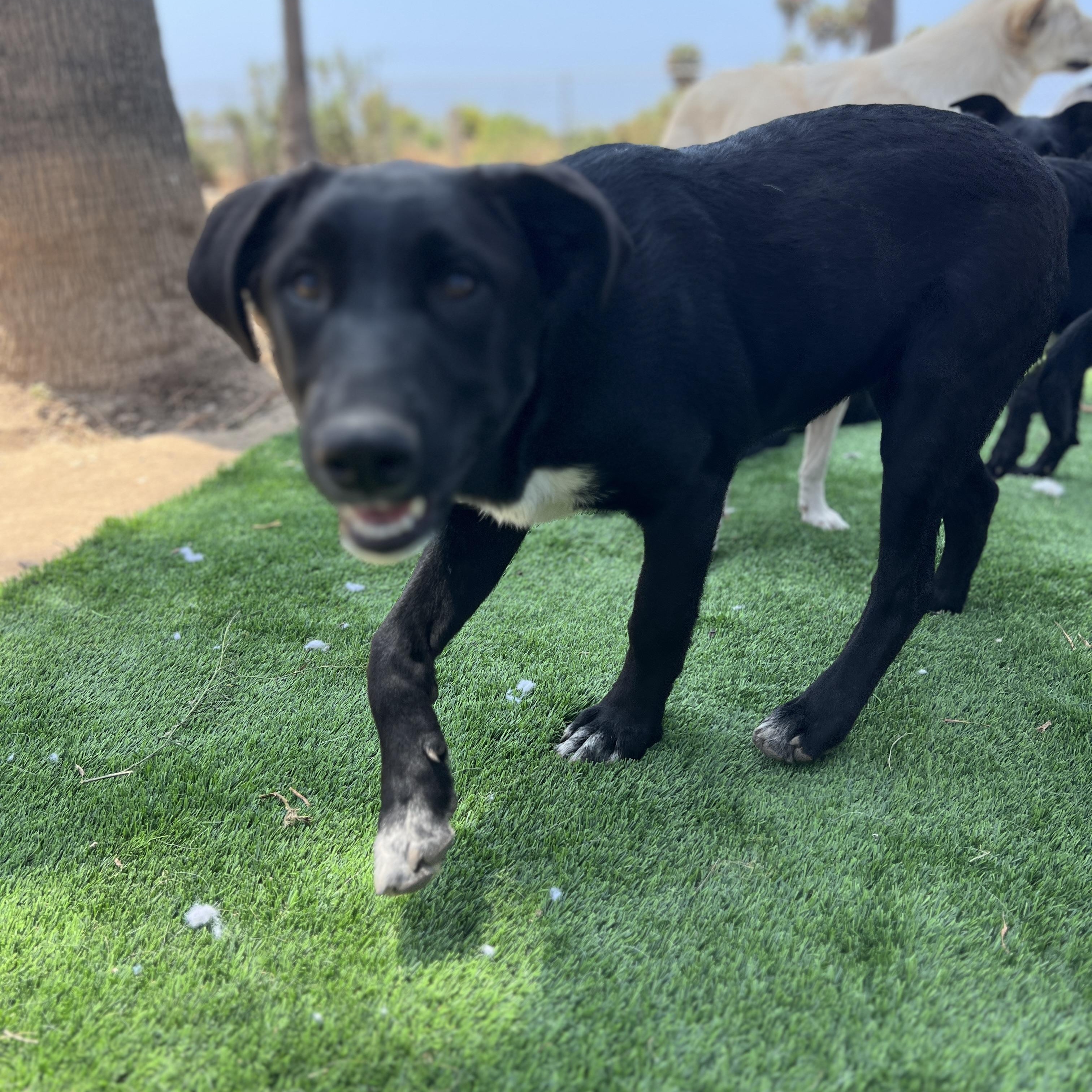 Enlarge Sadie, a Adoptable mixed breed in Denver, CO image 2/5