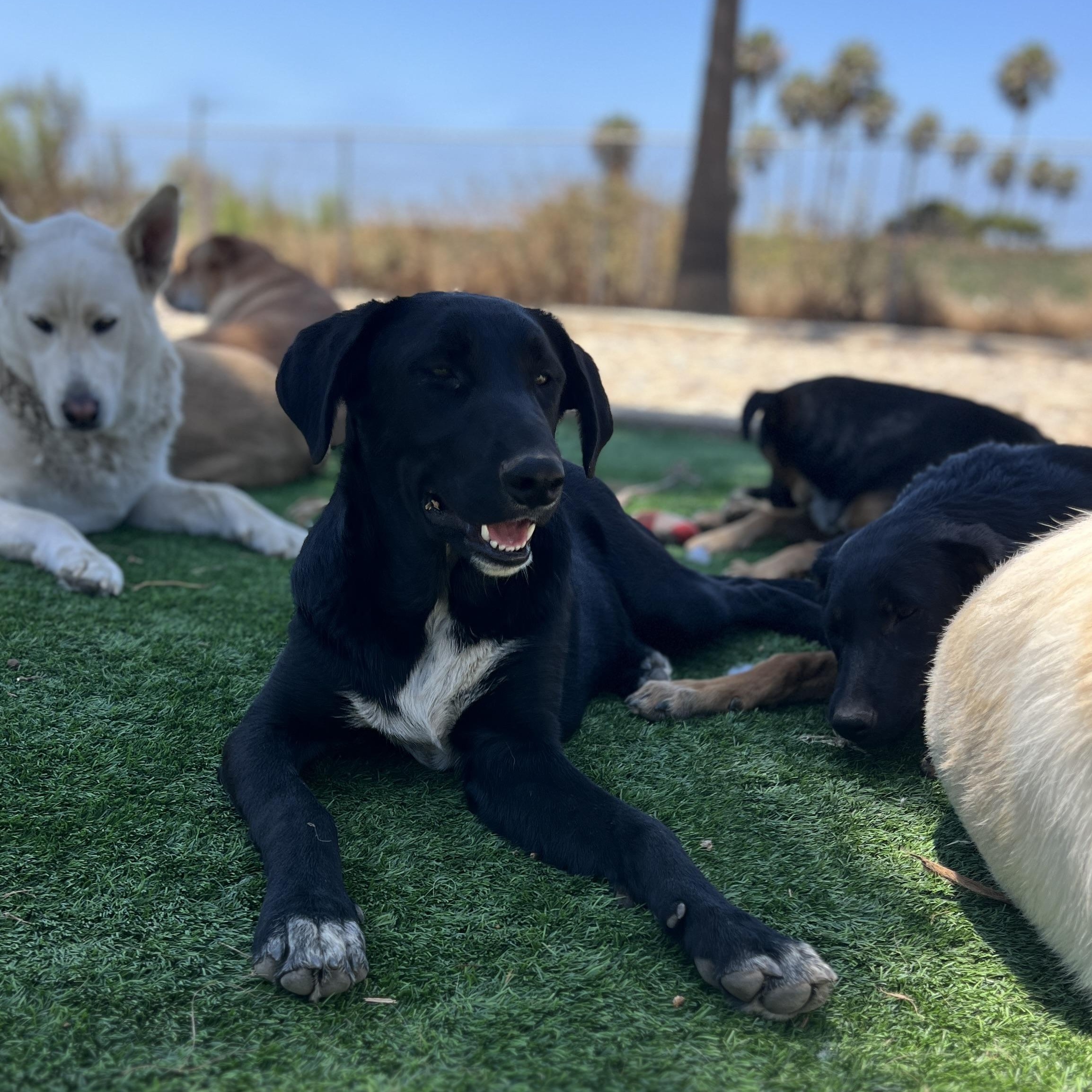 Enlarge Sadie, a Adoptable mixed breed in Denver, CO image 3/5